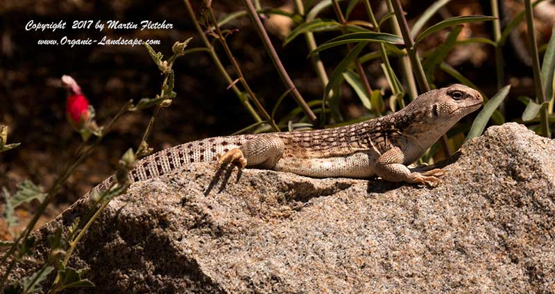 Desert Iguana male