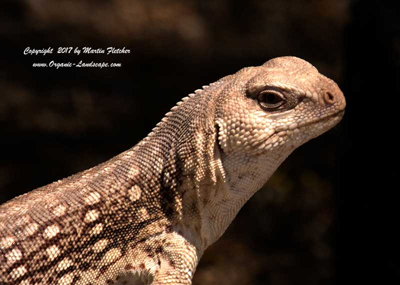 Desert Iguana Portrait