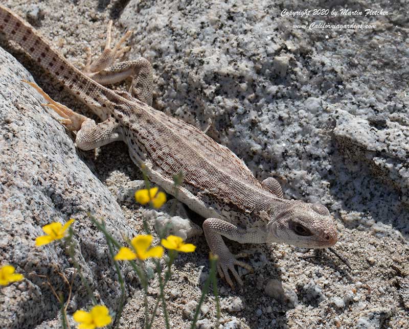 Desert Iguana