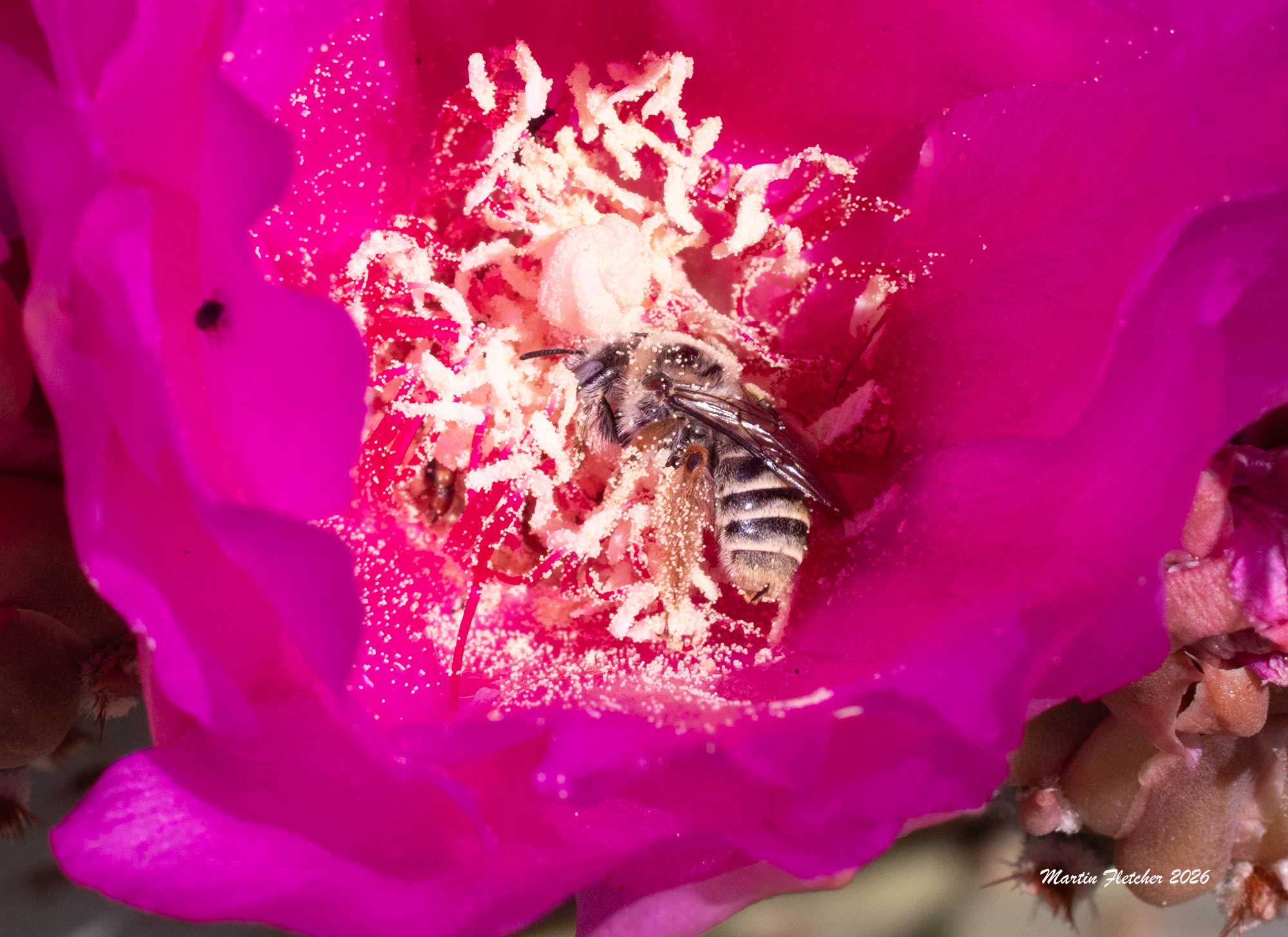 Diadasia australis, Cactus Chimney Bee