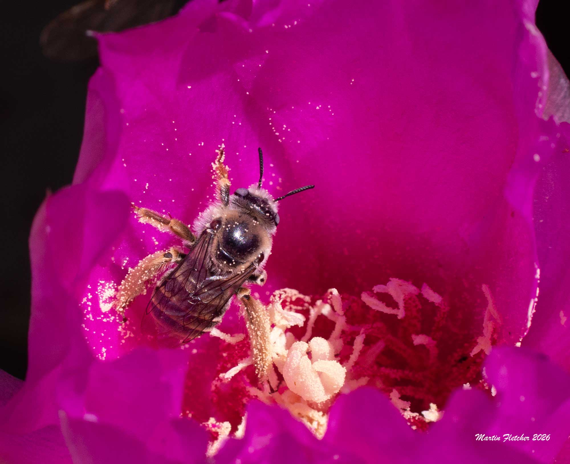 Diadasia australis, Cactus Chimney Bee
