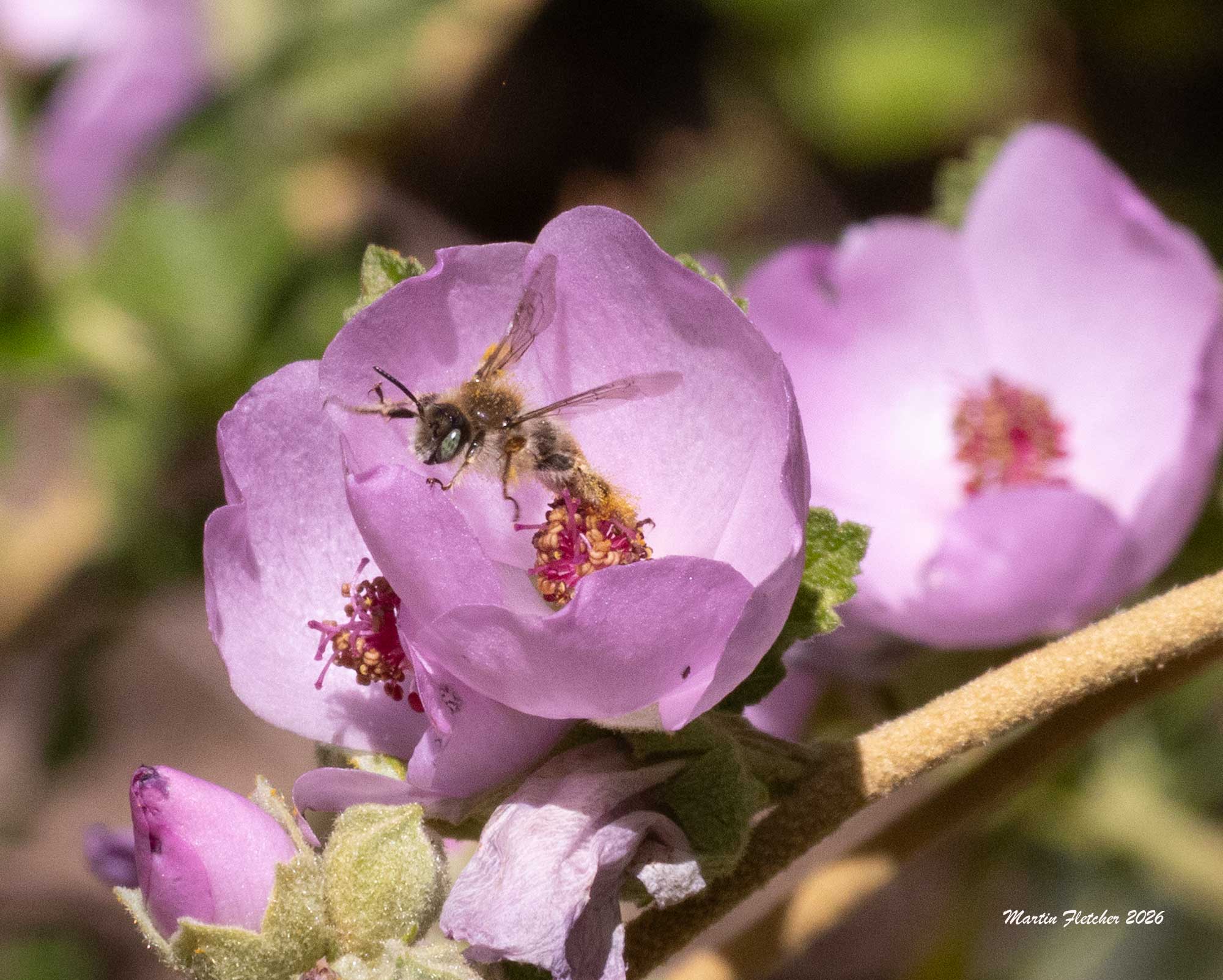 Diadasia diminuta, Globemallow Chimney Bee, Malacothamnus nuttallii