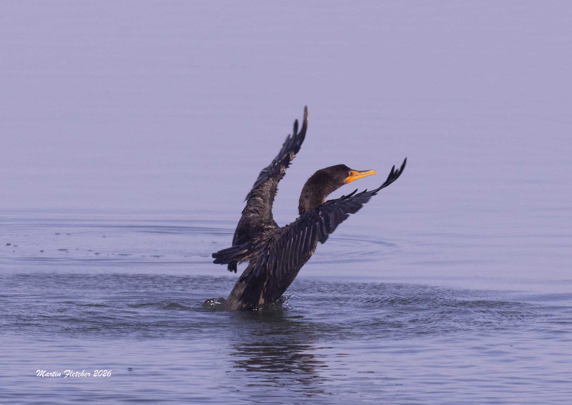 Double Crested Cormorant, Bolsa Chica
