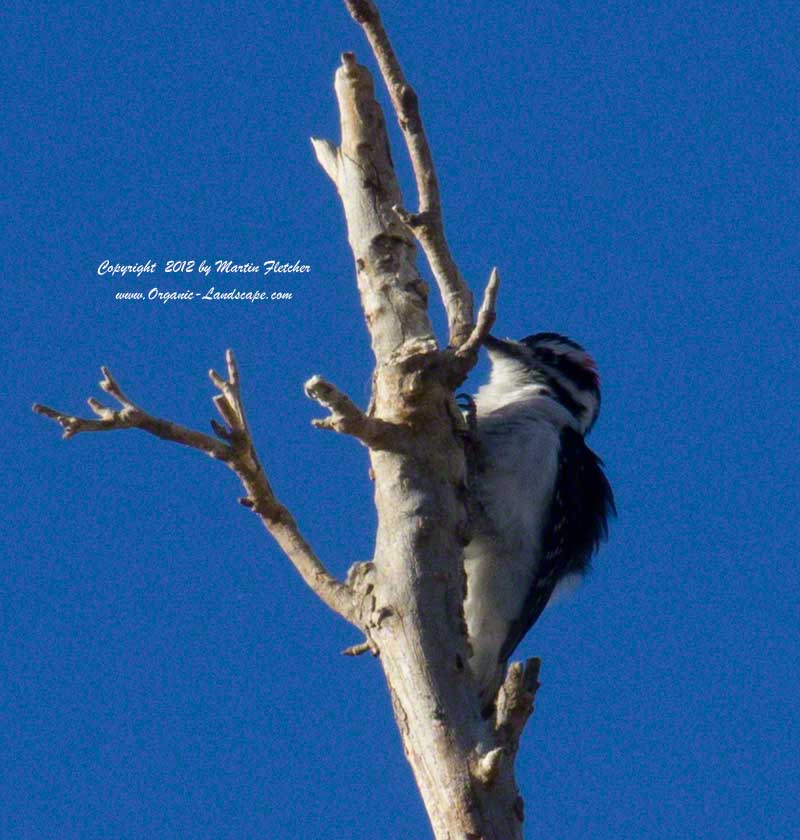 Downy Woodpecker, Kern River Preserve