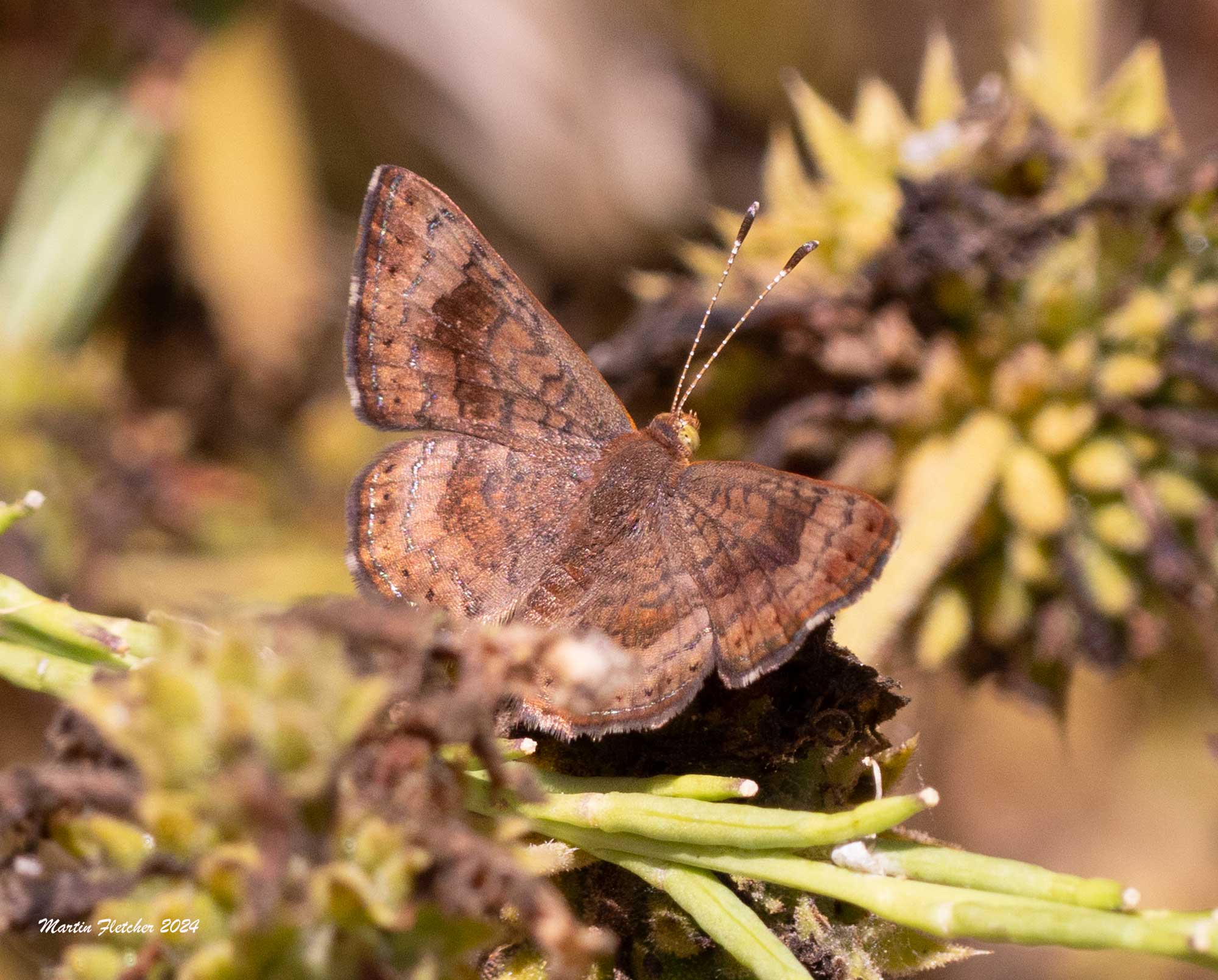 Fatal Metalmark, Calephelis nemesis, Rancho Sierra Vista, Newberry Park