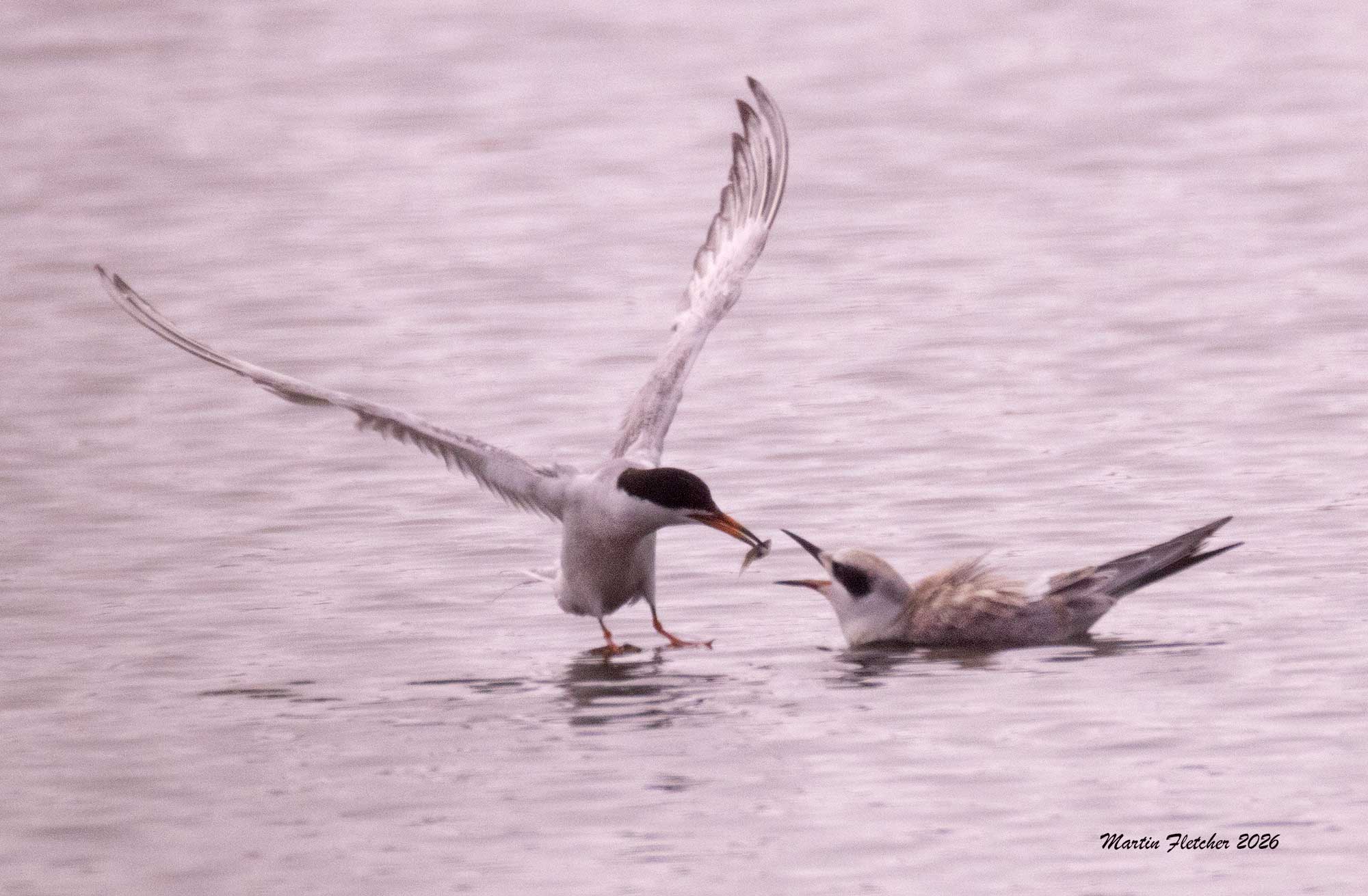 Forster's Tern feeding young at Ventura Spreading Ponds