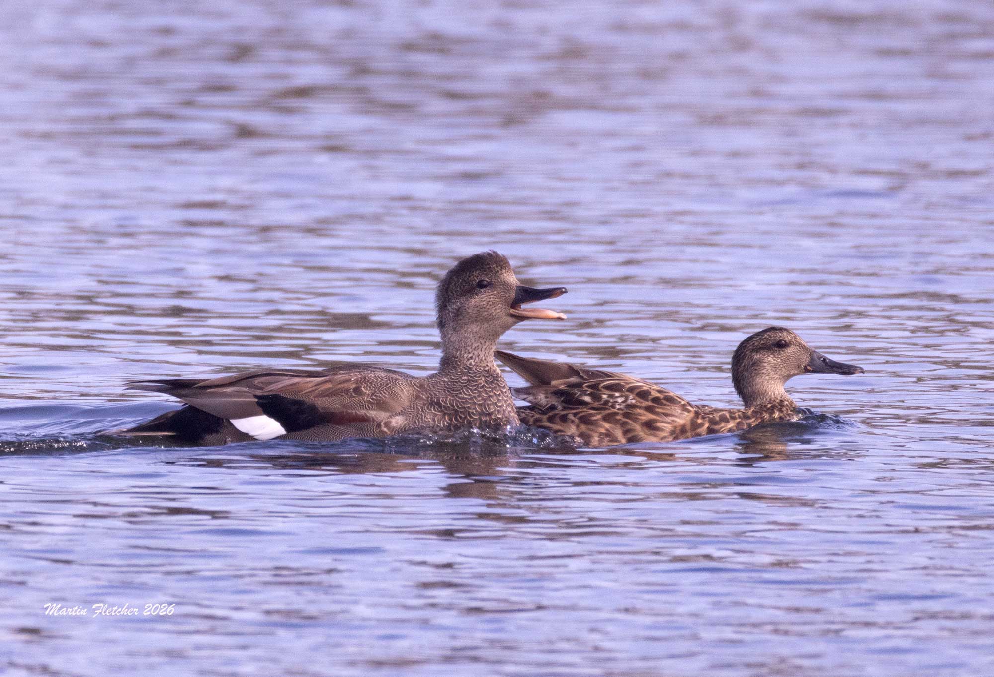 Gadwall, male and female, Ventura Settling Ponds