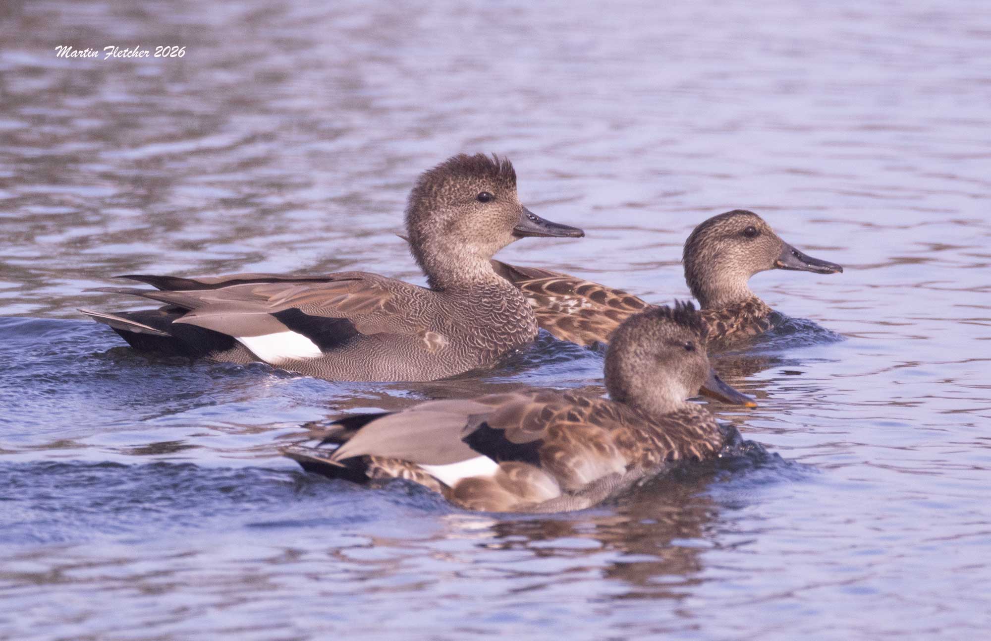 Gadwall trio, male and females, Ventura Settling Ponds