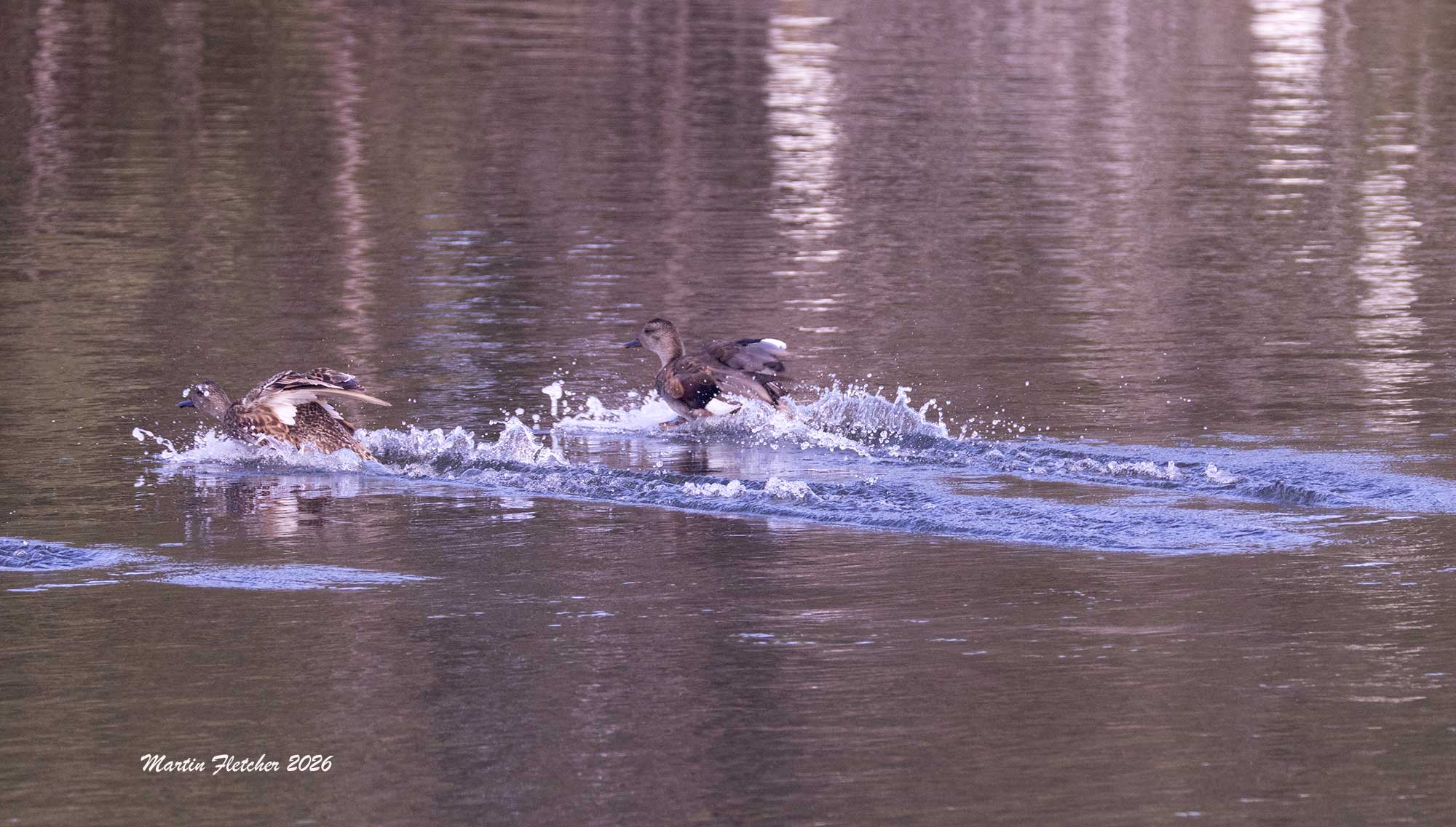 Gadwalls landing on water, male and females, Ventura Settling Ponds