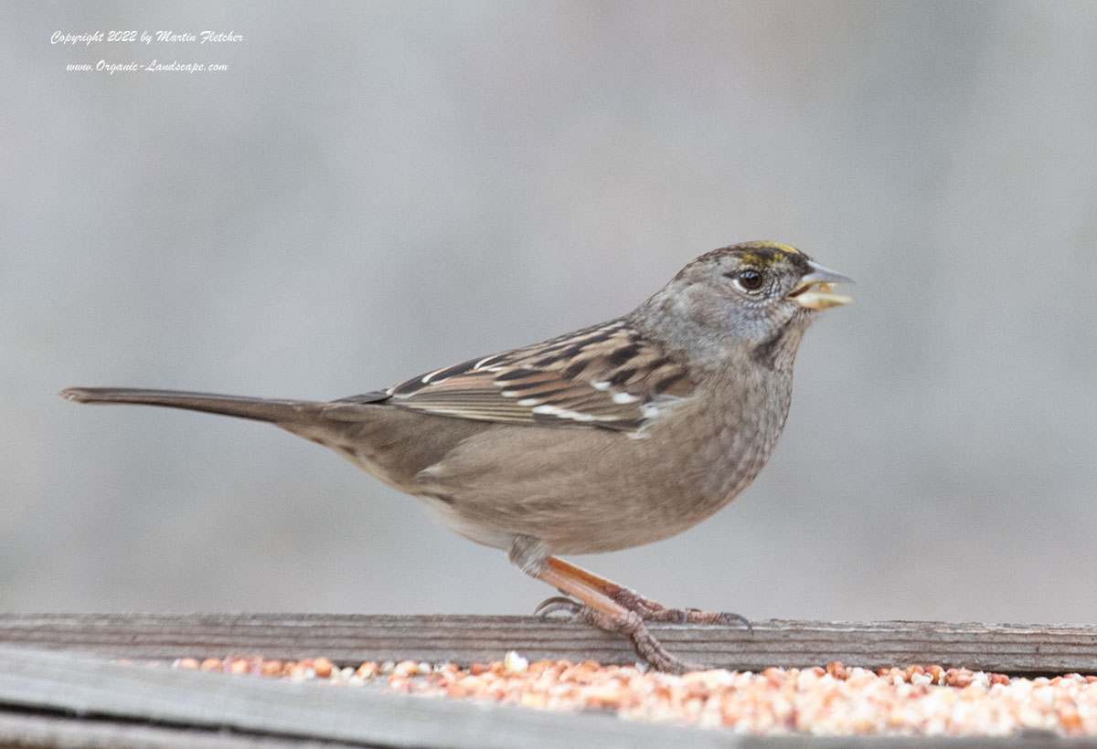 Golden Crowned Sparrow, Ojai