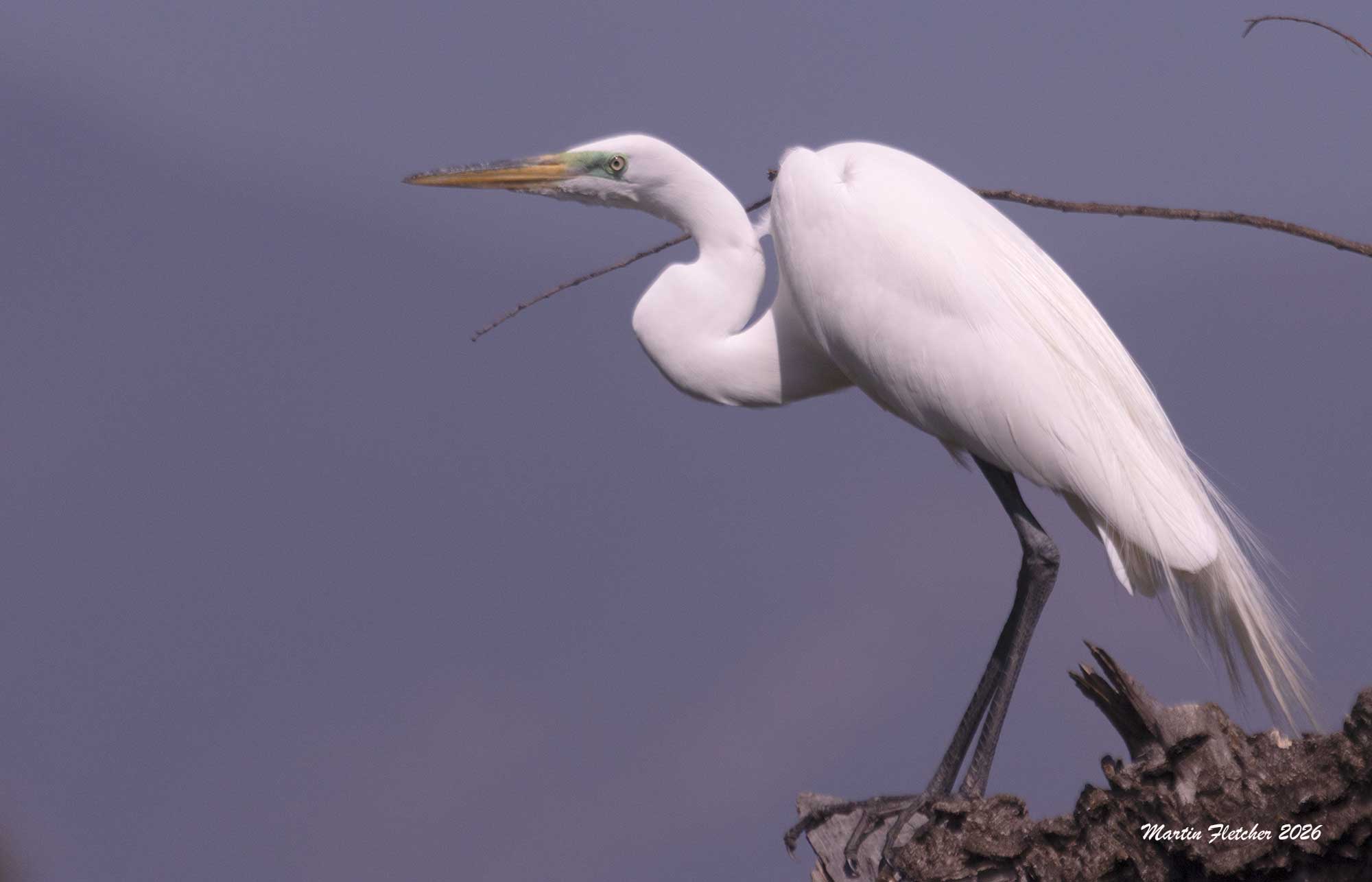 Great Egret on Willow