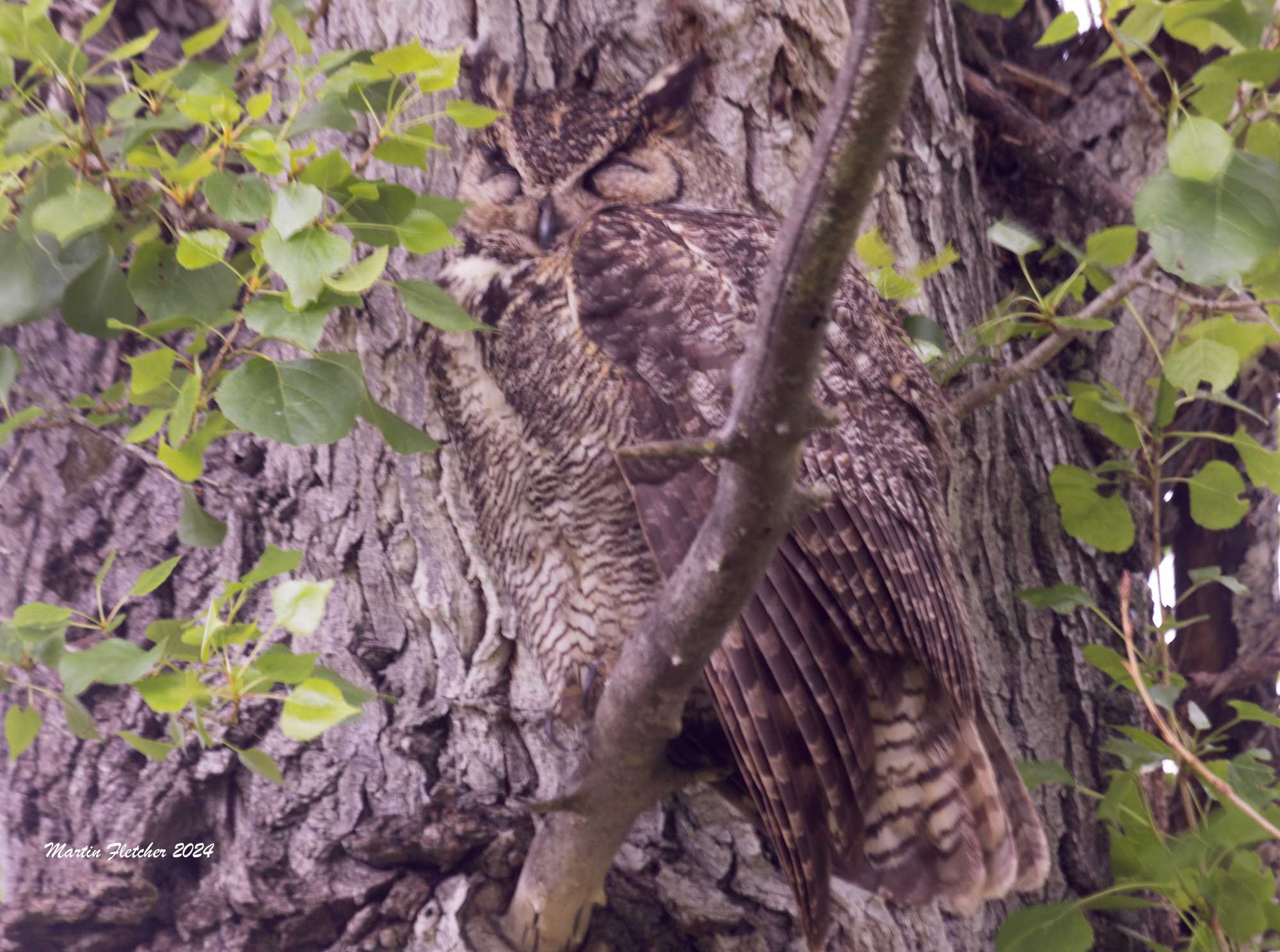 Great Horned Owl, Lake Casitas
