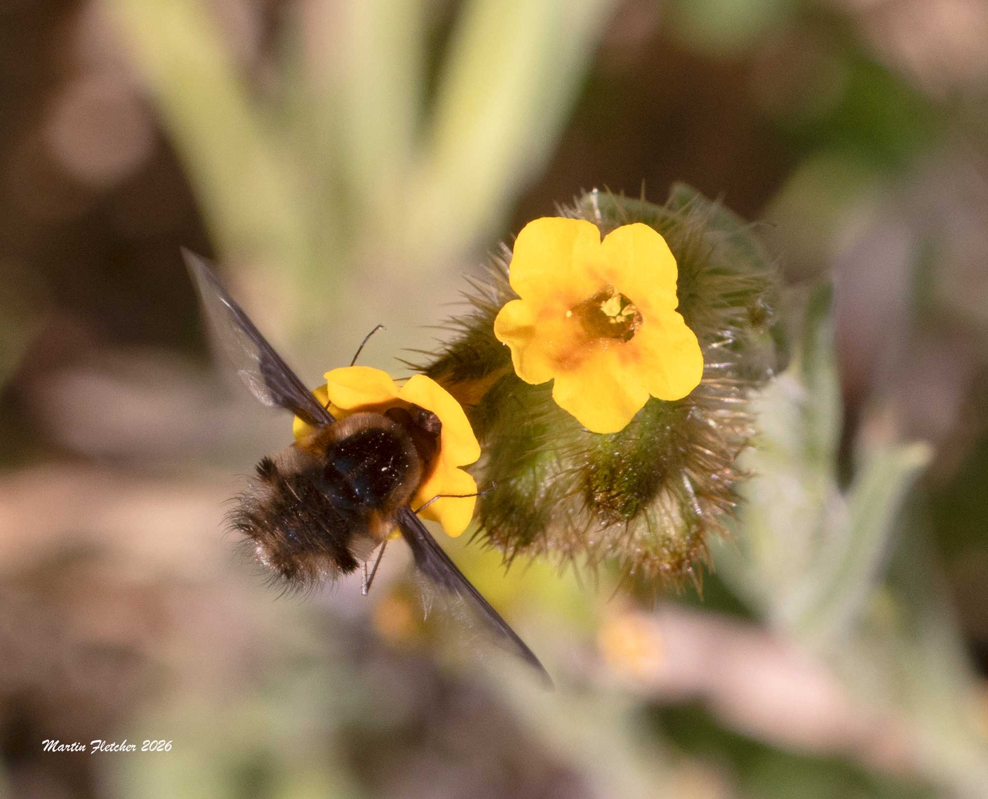 Greater Bee Fly, Bombylius major