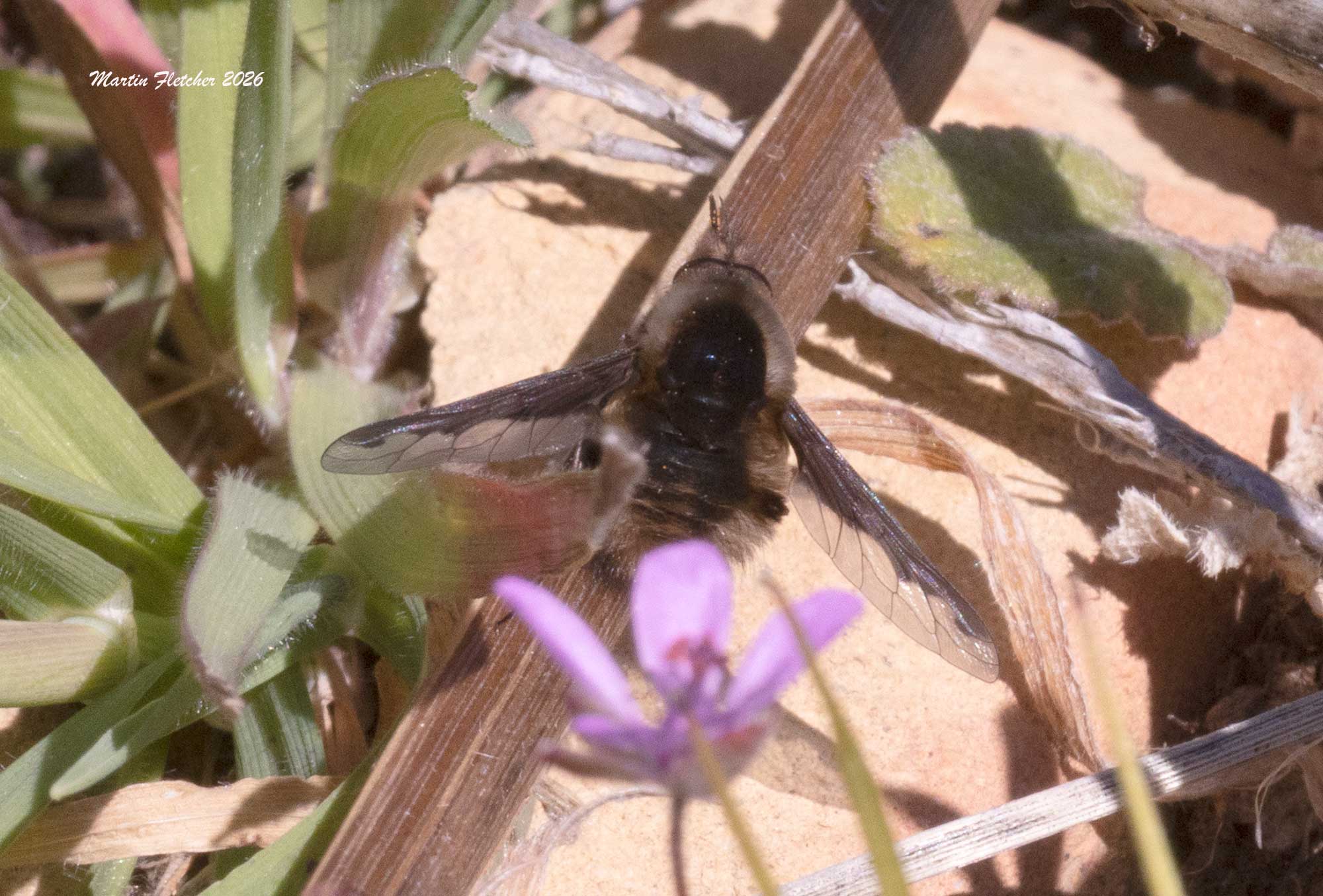 Greater Bee Fly, Bombylius major