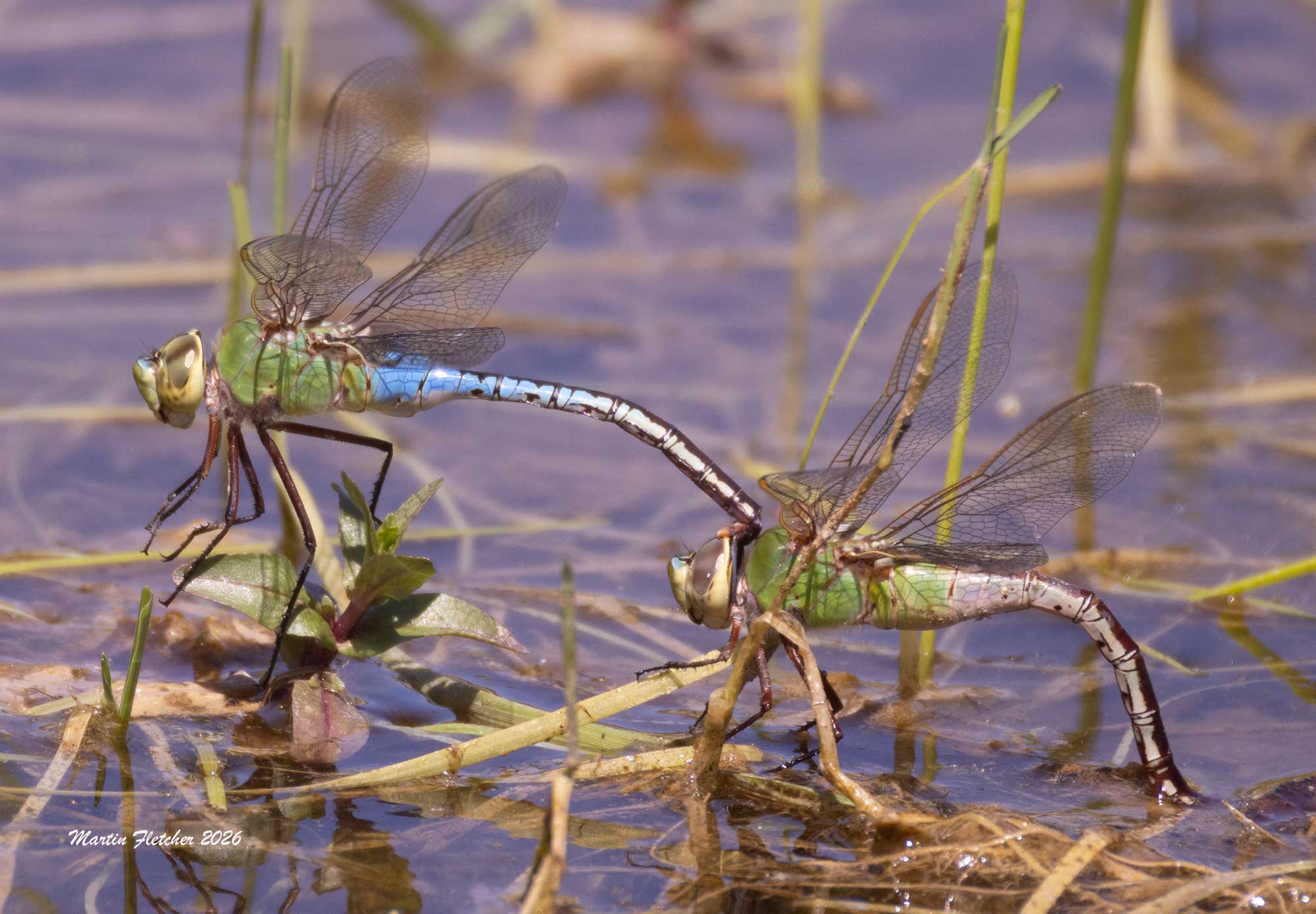 Green Darner Dragonflies laying eggs, Owens Lake
