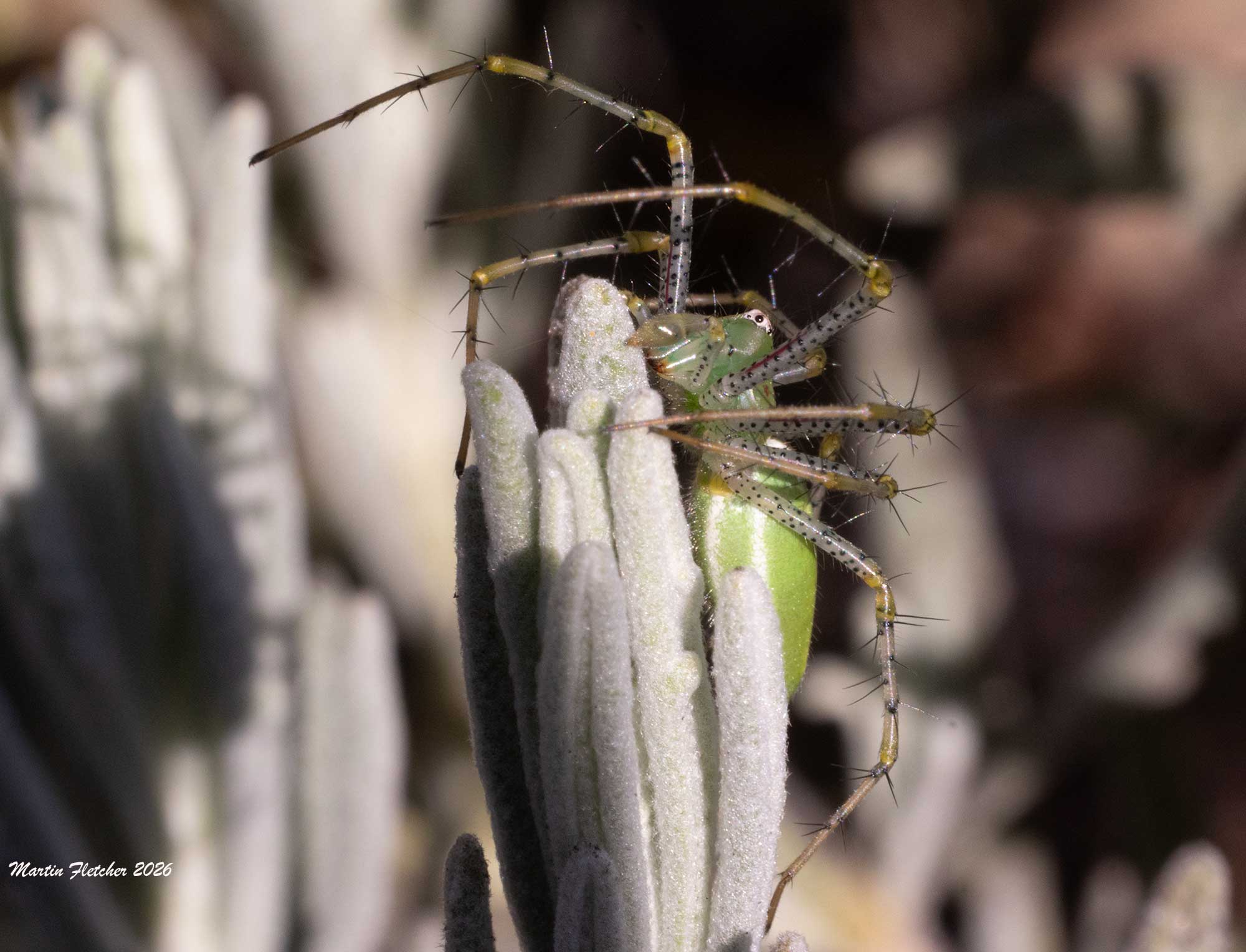 Green Lynx Spider, Peucetia viridans on Lavender