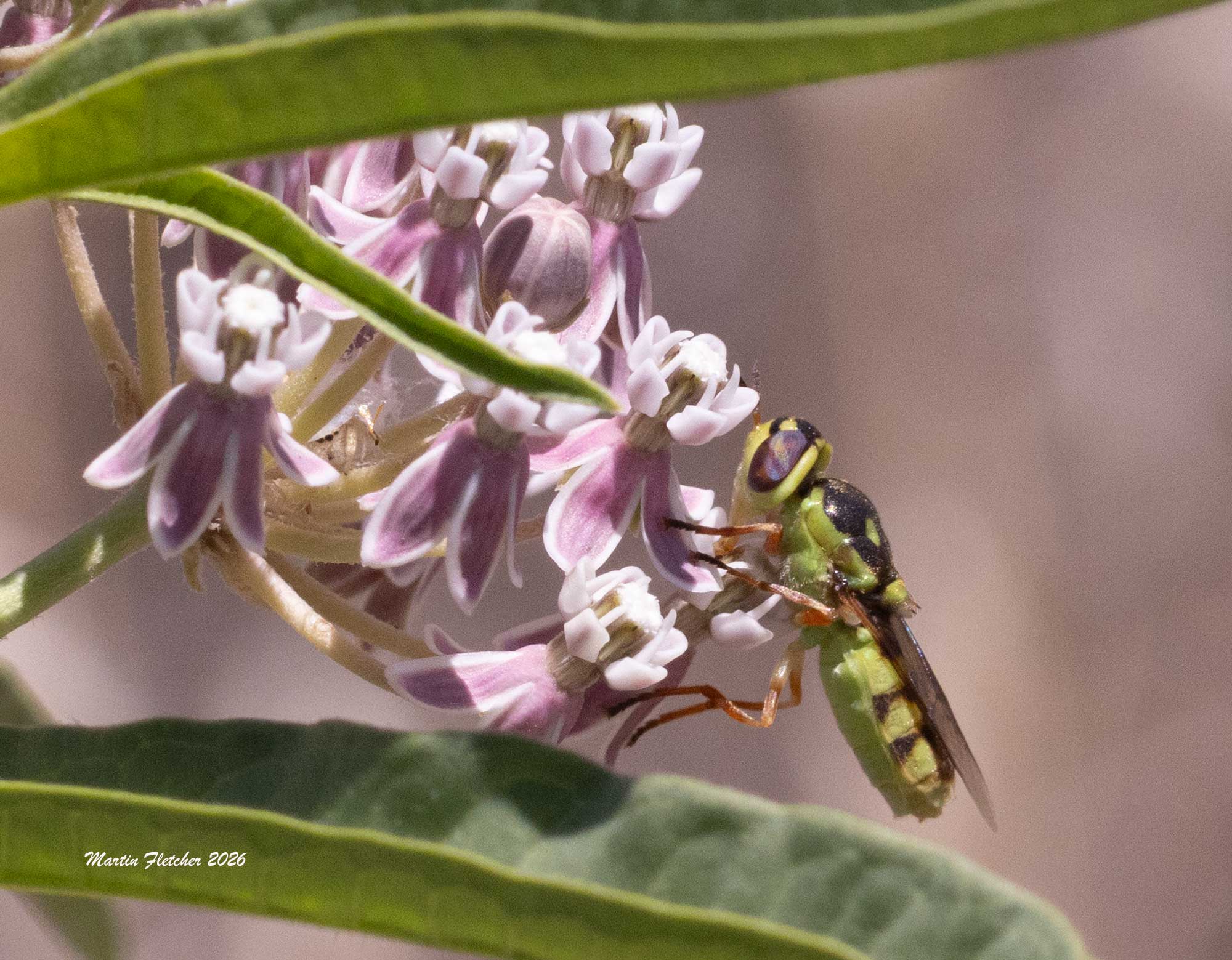 Green Soldier Fly, Hedriodiscus binotatus, Bitter Creek