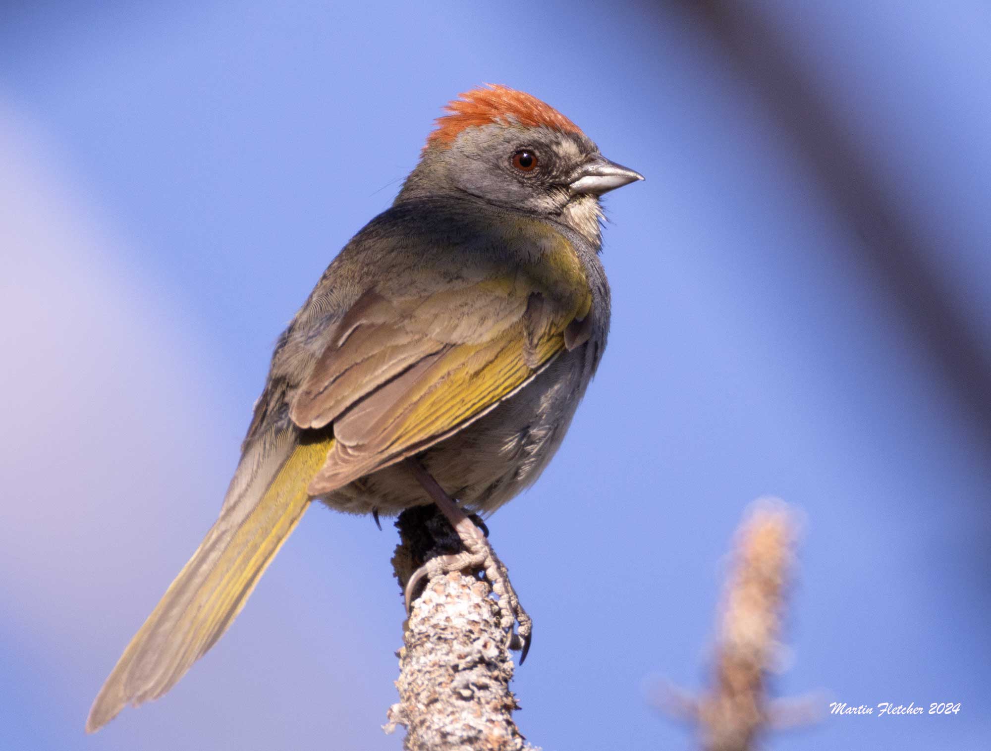 Green Tailed Towhee, Two Rivers Preserve