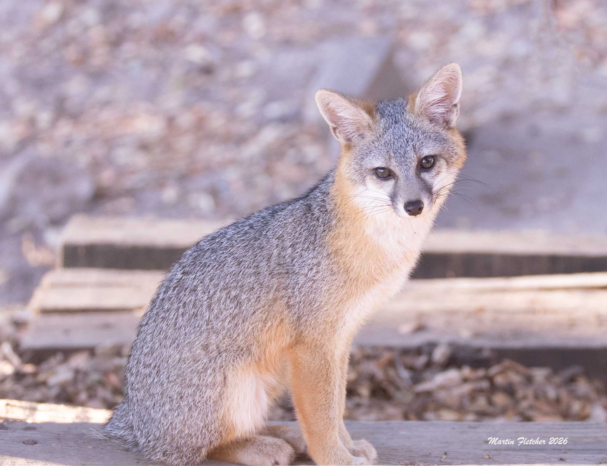 Grey Fox on wooden steps