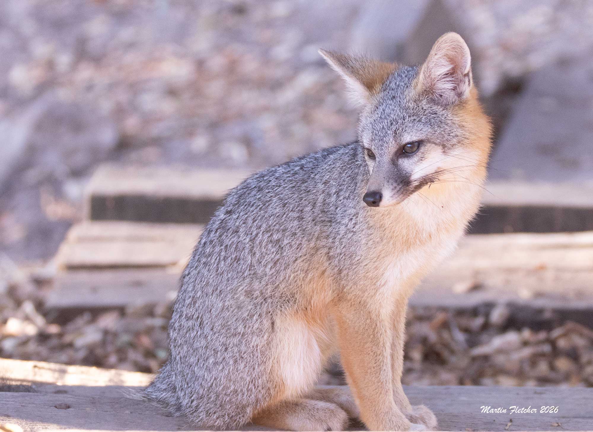 Grey Fox on wooden steps