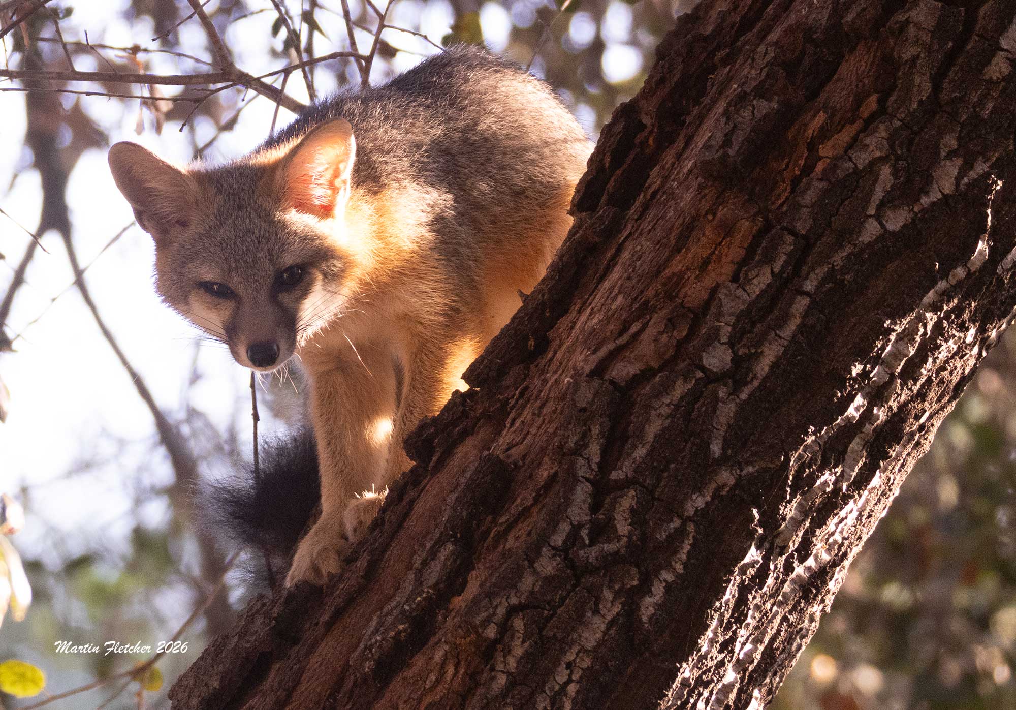 Grey Fox in Oak Tree