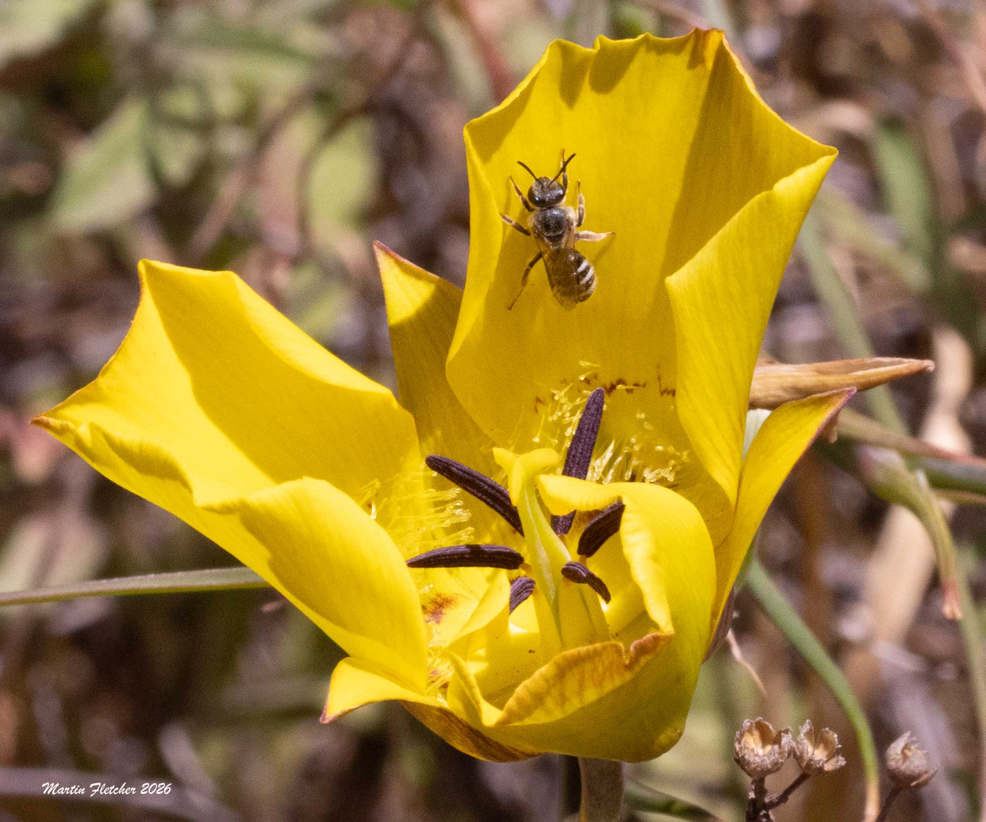 Halictus farinosus, Wide Striped Sweat Bee, Sespe