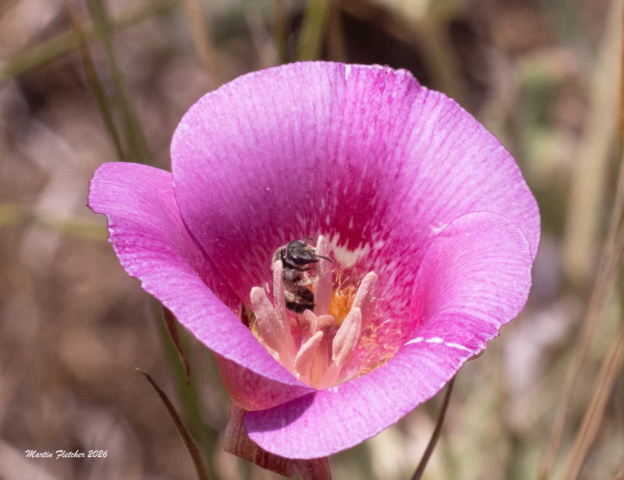 Halictus farinosus, Wide Striped Sweat Bee, Sespe