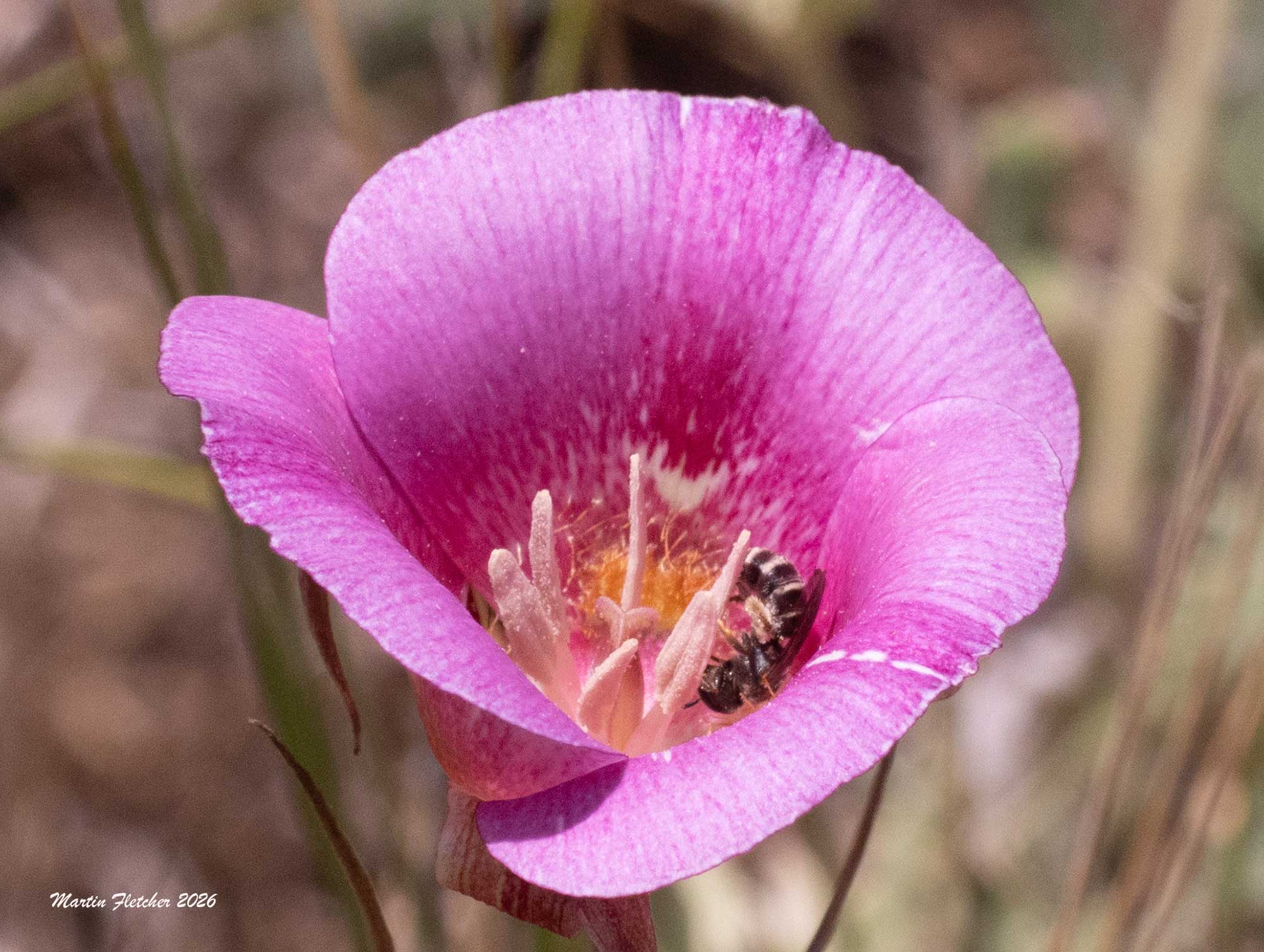 Halictus farinosus, Wide Striped Sweat Bee, Sespe