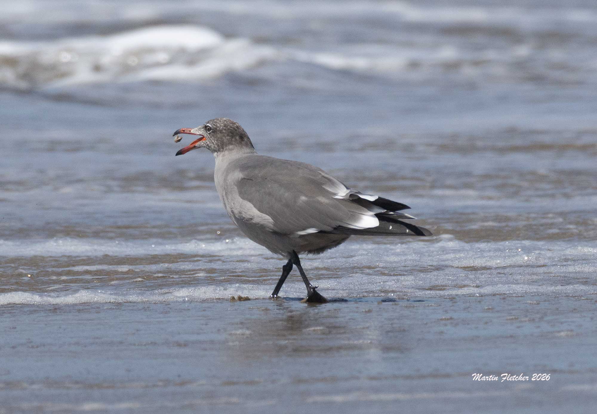 Heerman's Gull, Jalama