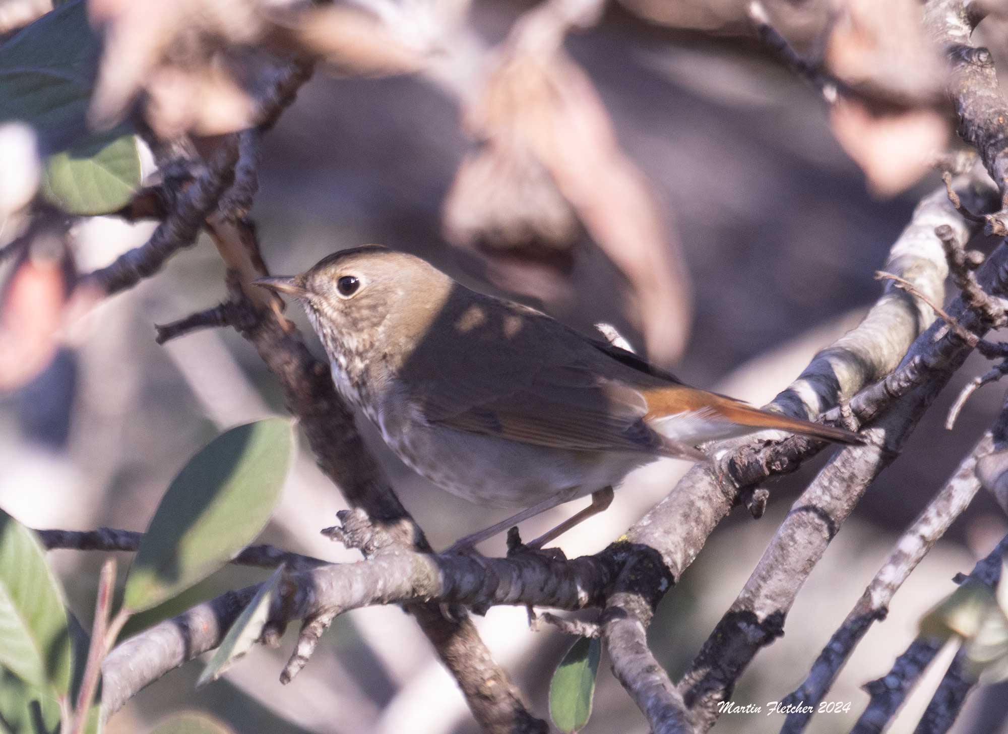 Hermit Thrush, Santa Ana Rd, Ojai, California