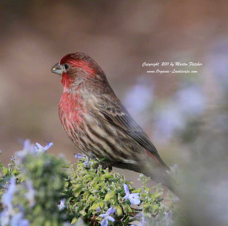 House Finch, Ojai