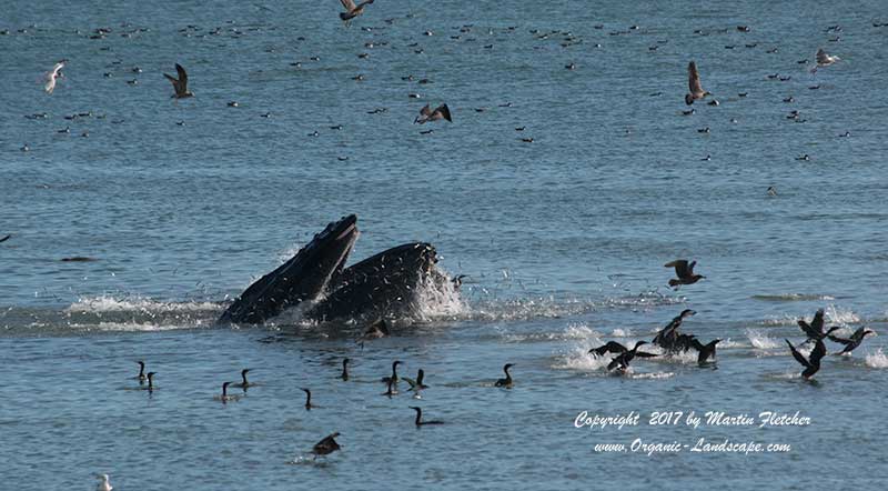 Humpback Whale in Baitball, San Simeon