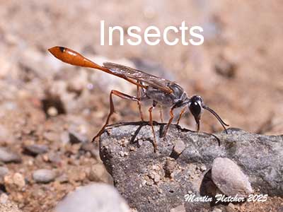 Insect Images