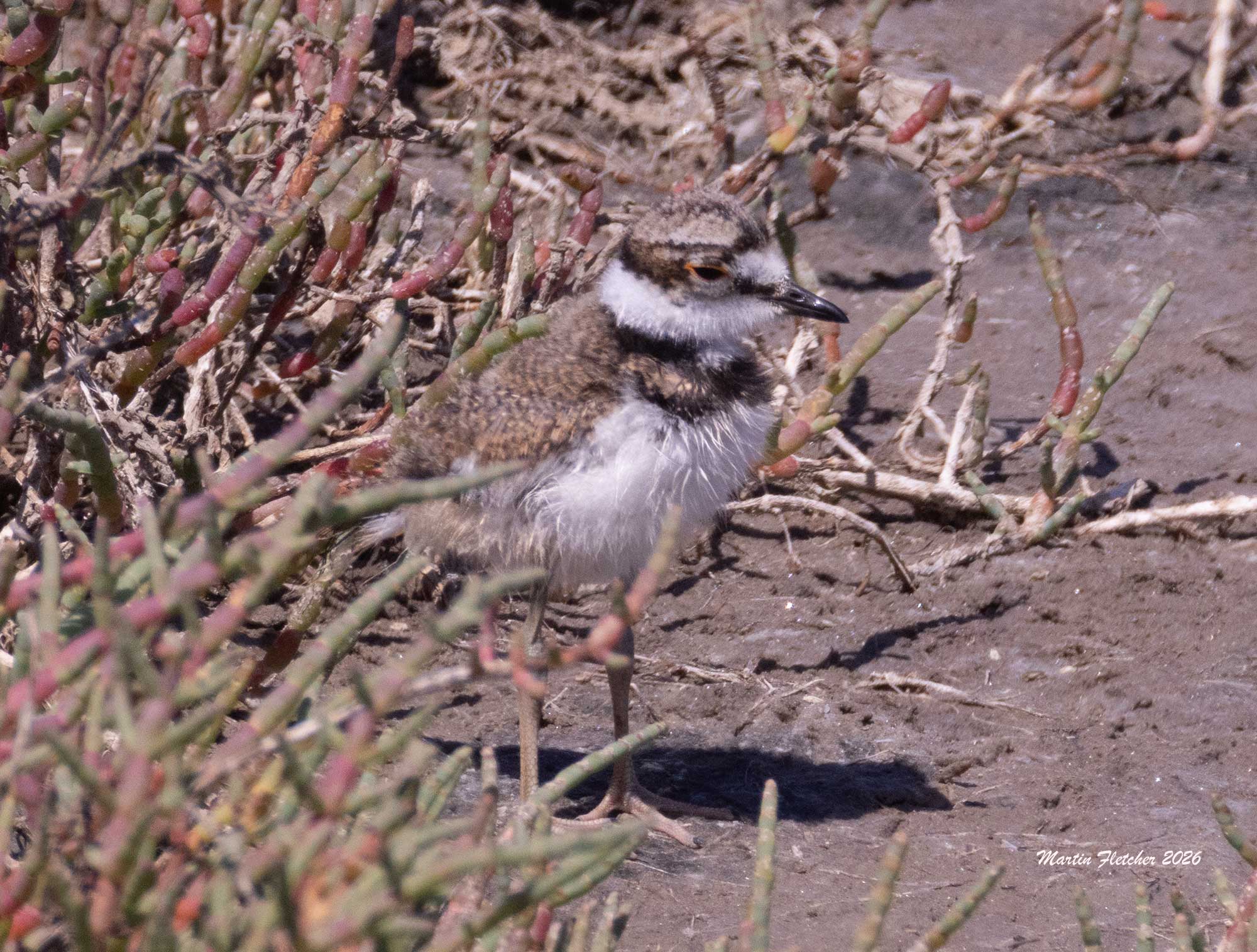 Killdeer Baby, North Campus Preserve, Goleta