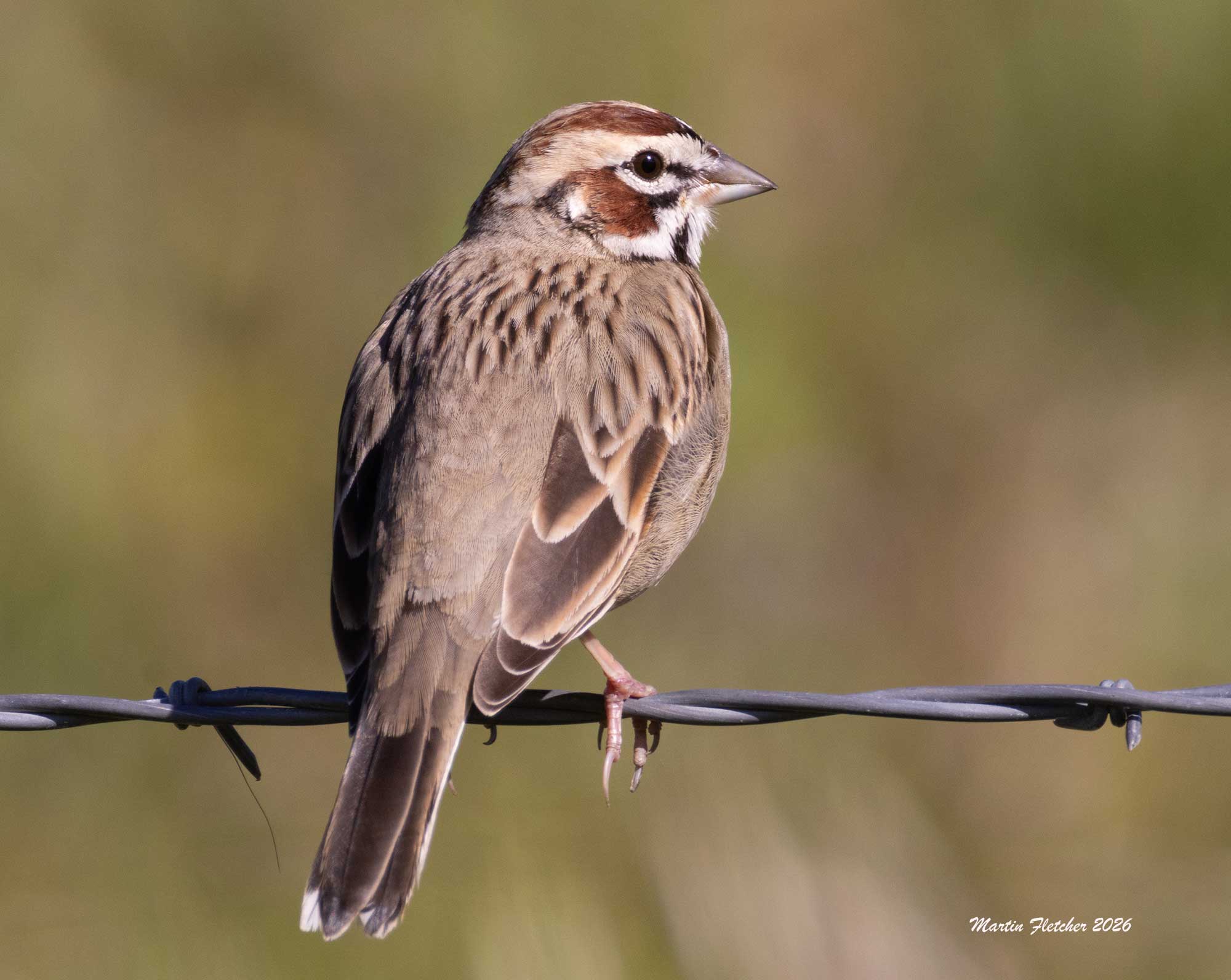 Lark Sparrow, Barbed Wire, Canada Larga