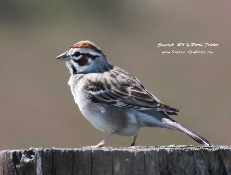 Lark Sparrow, Carrizo Plain