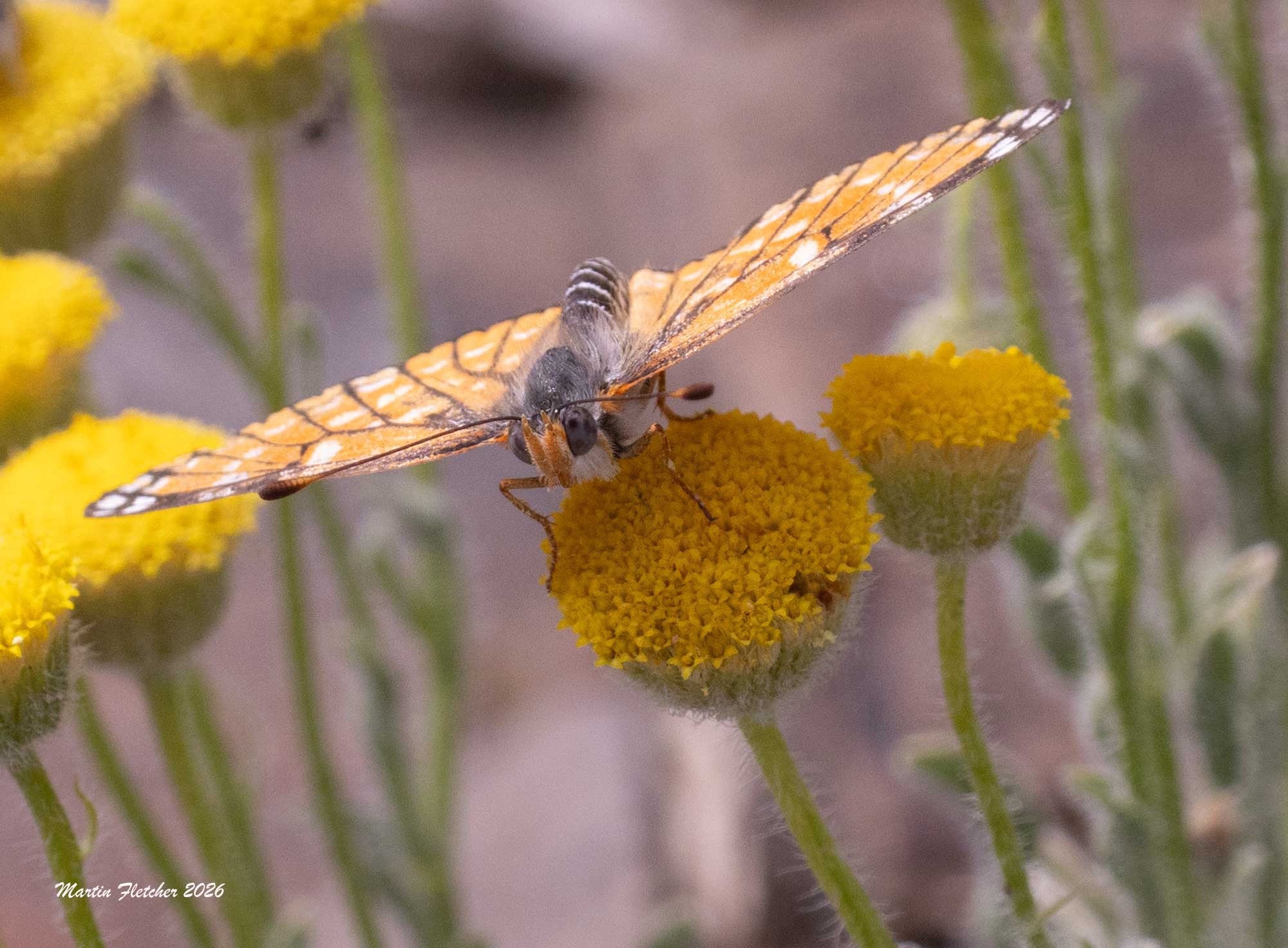 Leanira Checkerspot, Chlosyne leanira alma
