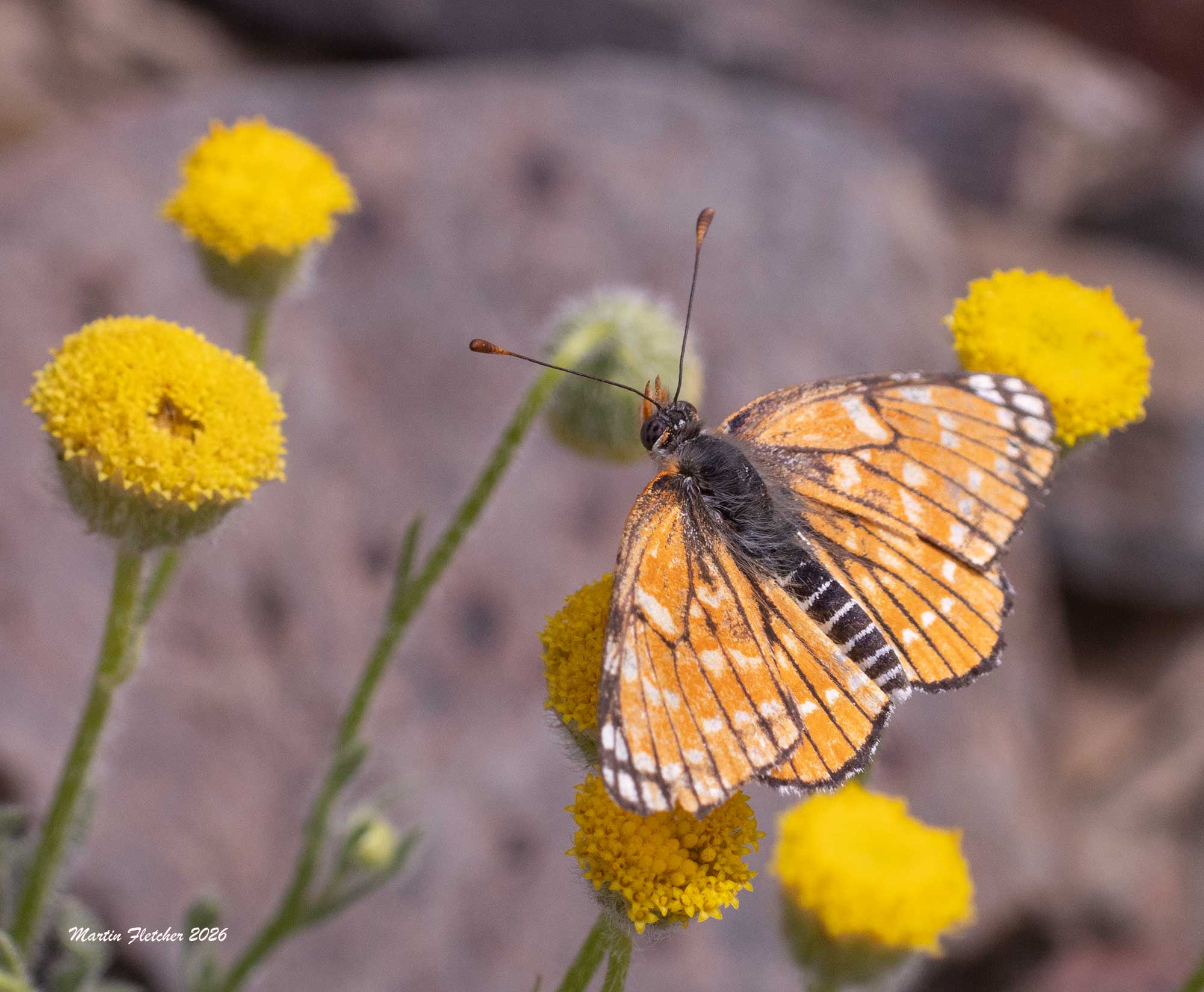 Leanira Checkerspot, Chlosyne leanira alma