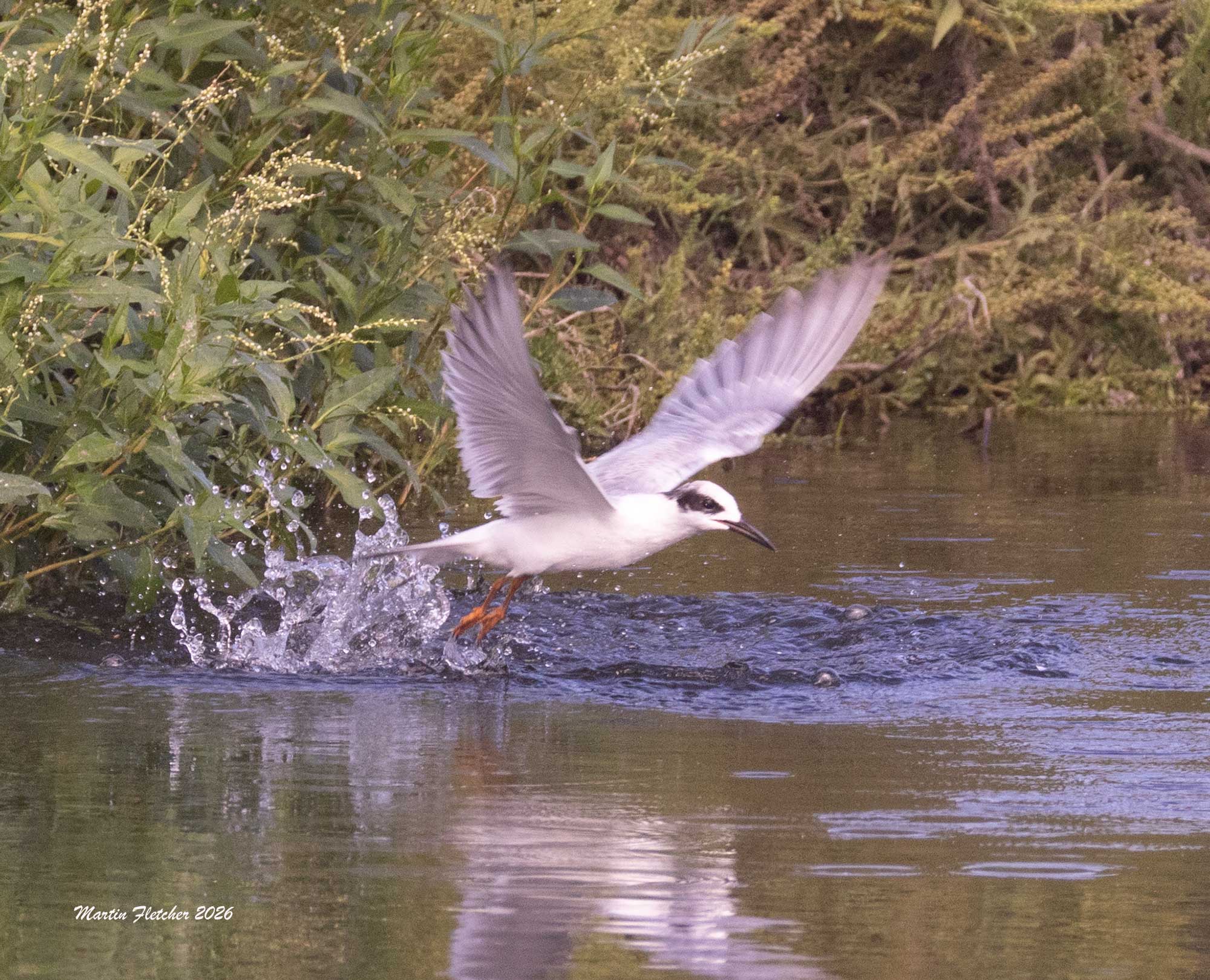 Least Tern Diving for fish, Ventura Settling Ponds