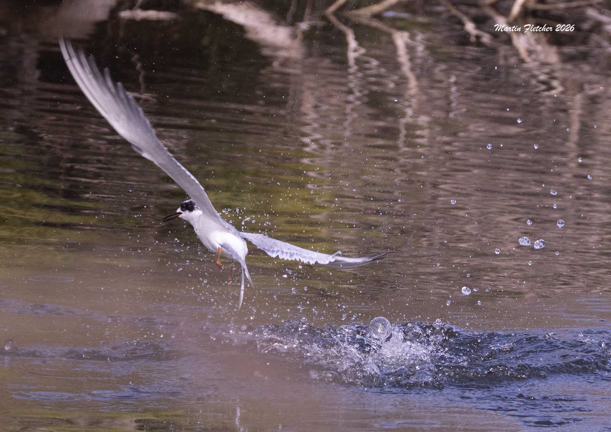 Least Tern Diving for fish, Ventura Settling Ponds