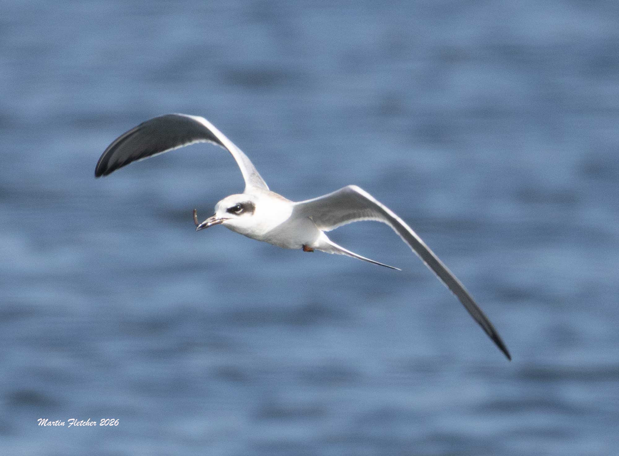 Immature Least Tern with a fish, Ventura Settling Ponds