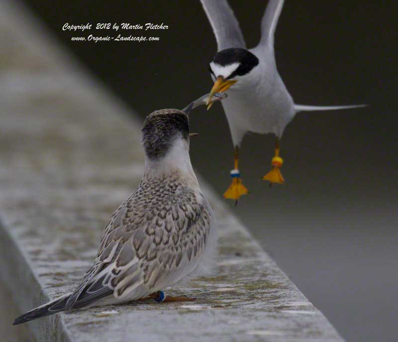 Least Tern Feeding at Oso Flaco