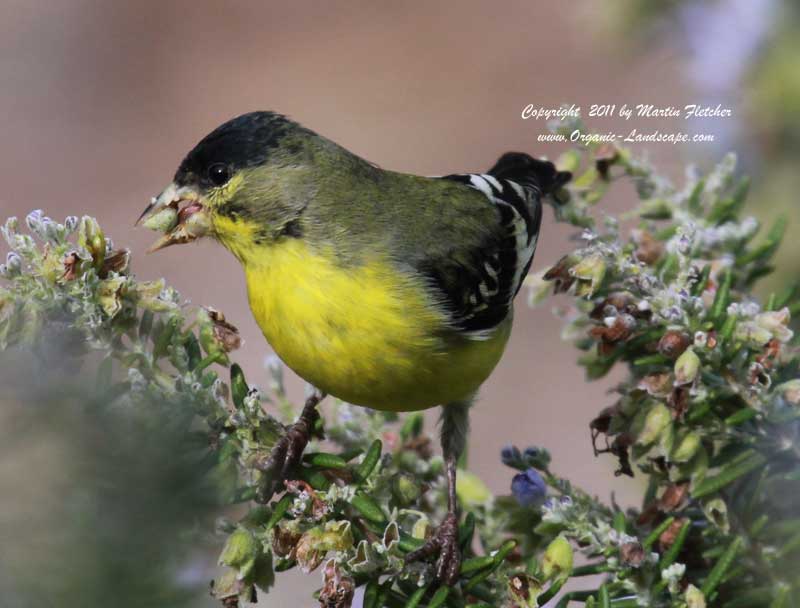 Lesser Goldfinch, Ojai