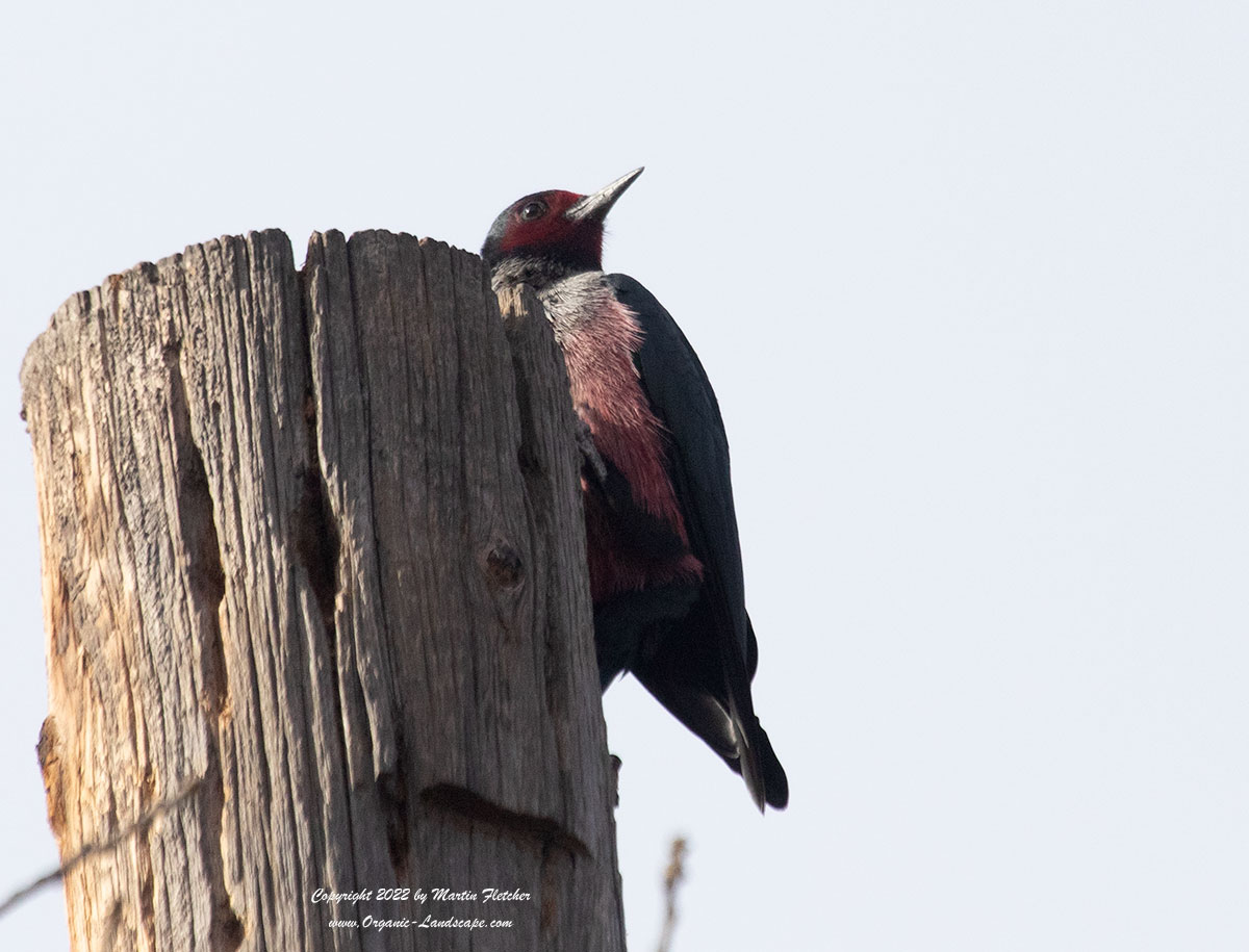 Lewis's Woodpecker, Ojai Meadow Preserve