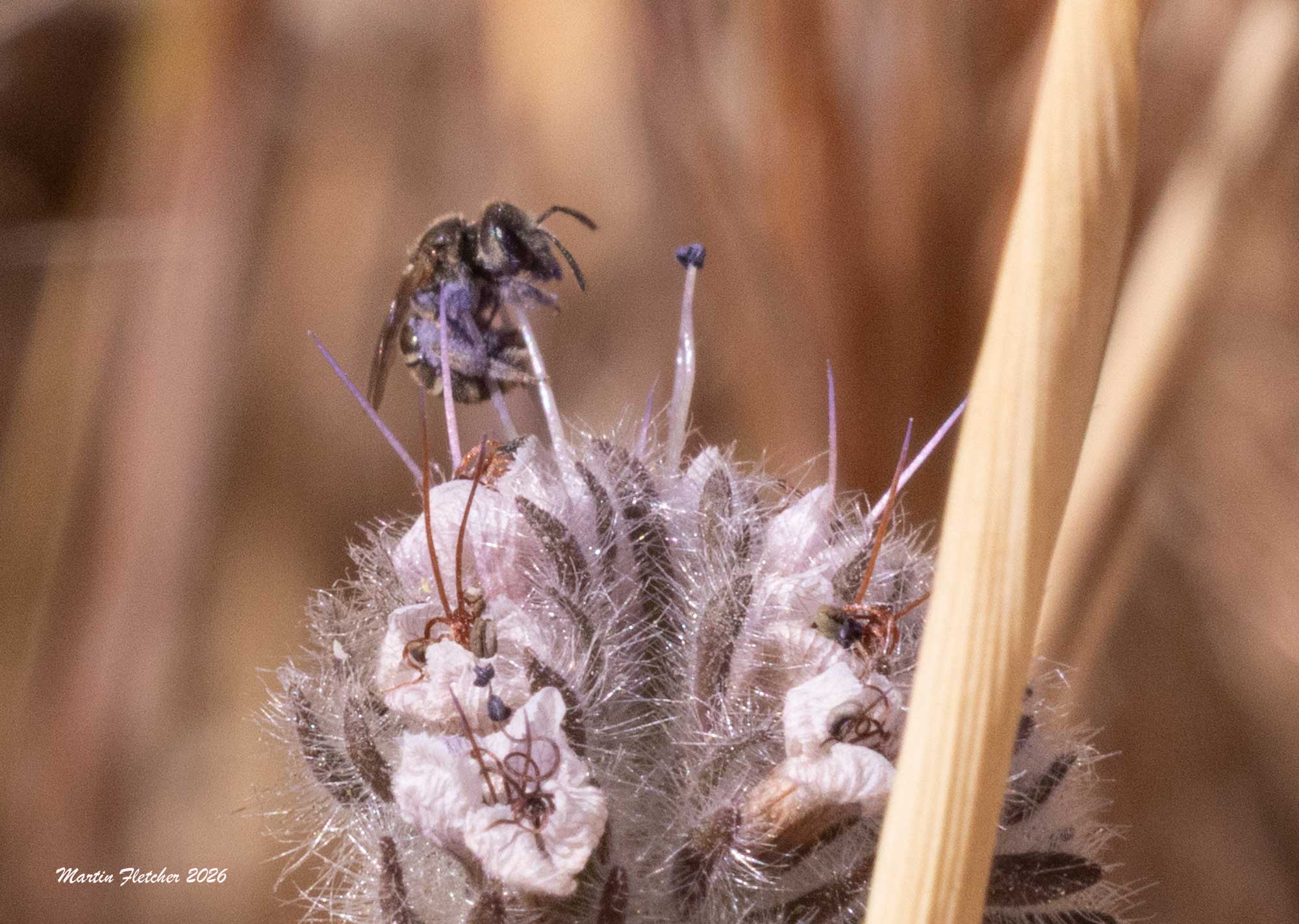 Ligated Furrow Bee, Halictus ligatus, on Phacelia hubbyi, Hopper Mountain NWR