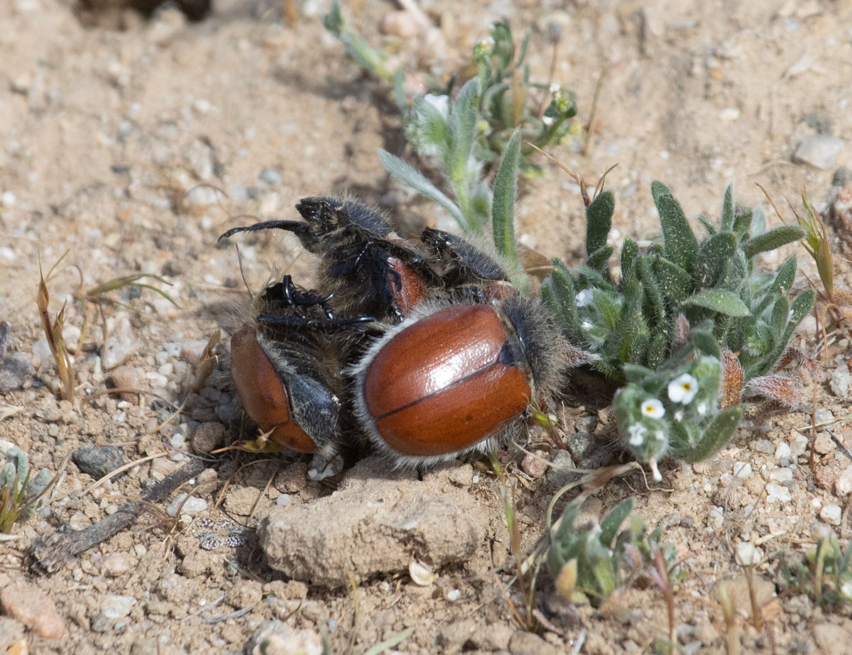 Little Bear Scarab Beetle Mating