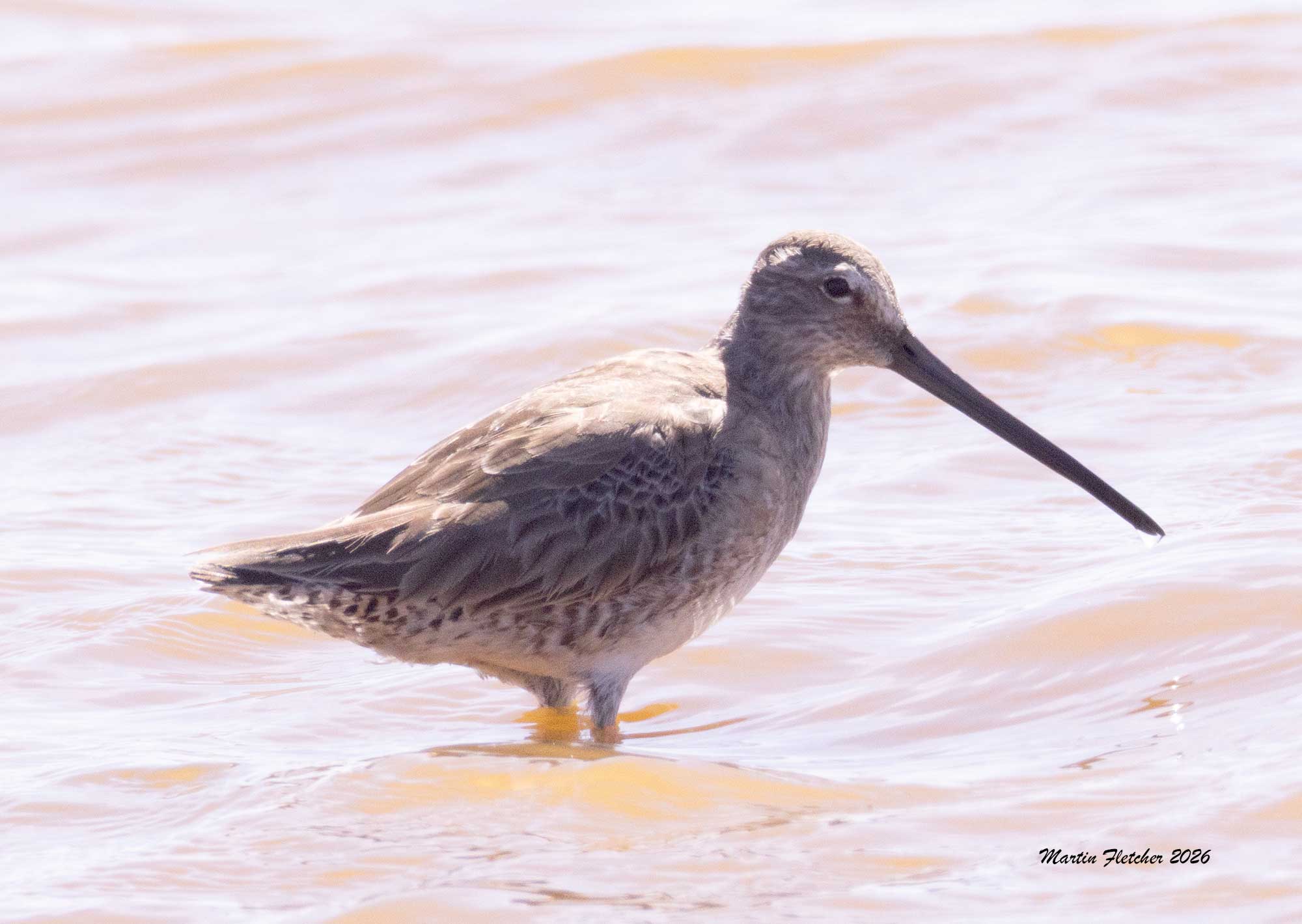 Long Billed Dowitcher, Ormond Beach