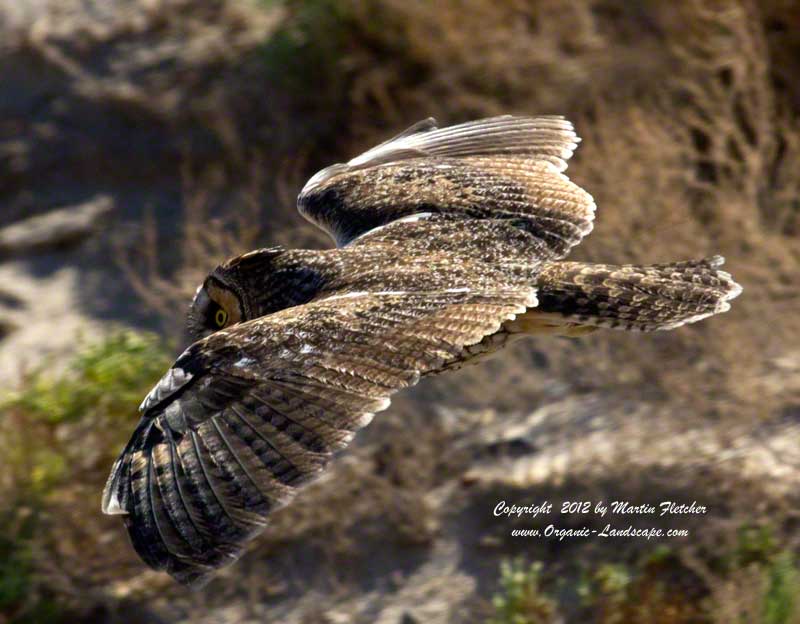 Long Eared Owl Flight, Death Valley