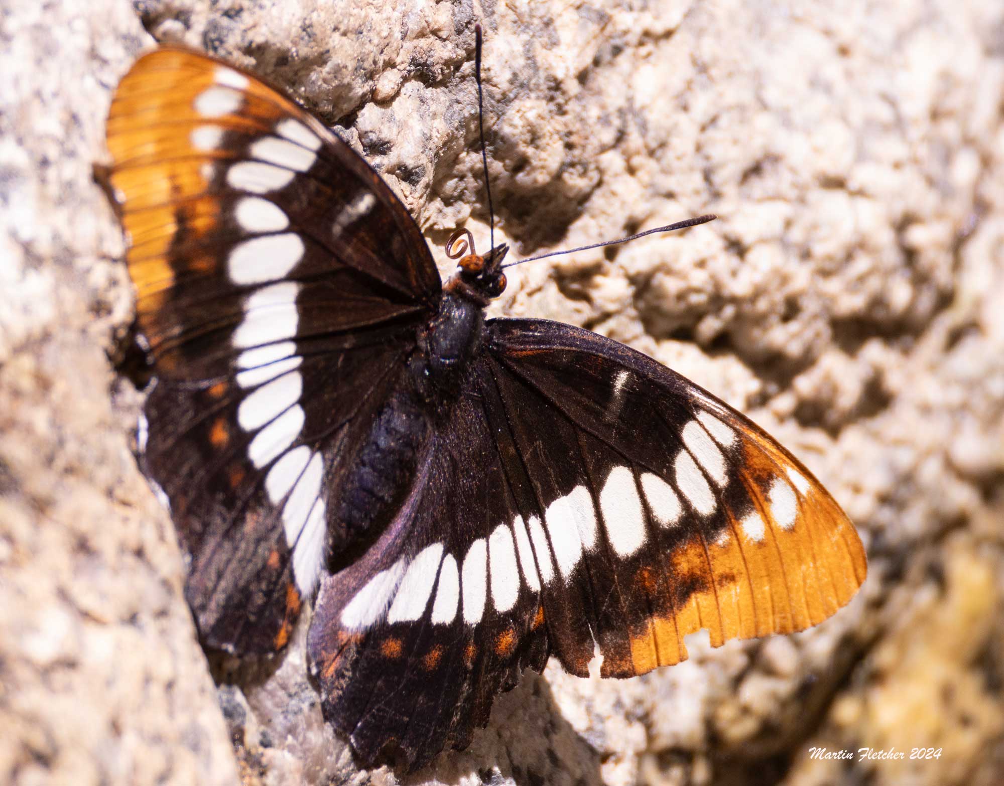 Lorquin's Admiral, Limenitis lorquini, Big Pine, CA