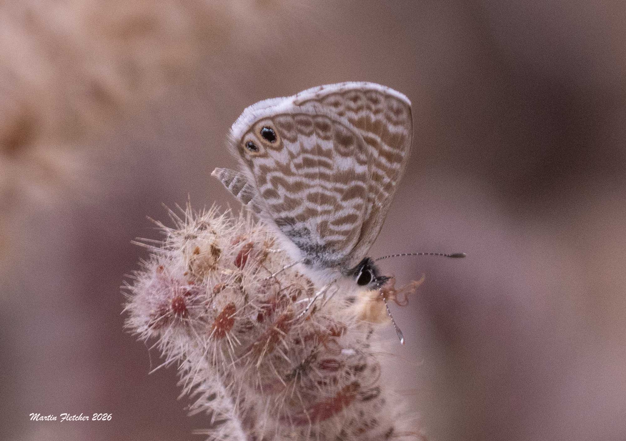 Marine Blue, Leptotes marina, Sespe
